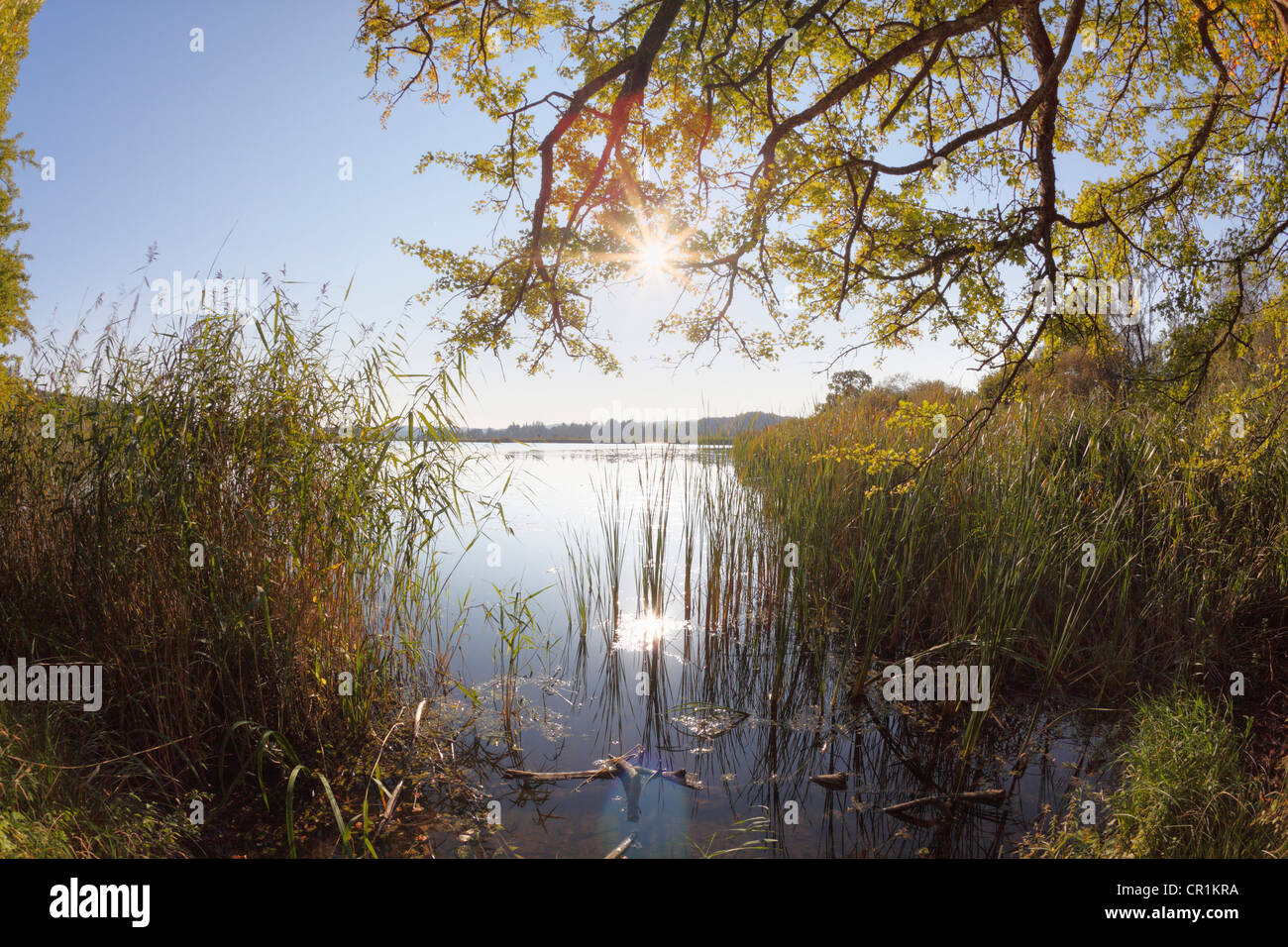 Maising See in der Nähe von Maising, Gemeinde Poecking, Fuenfseenland, fünf-Seen-Region, Bayern, Oberbayern, PublicGround Stockfoto