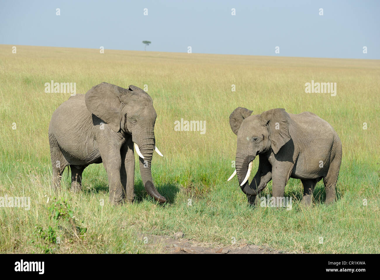 Afrikanischen Busch Elefant - Savanne Elefanten - Bush Elefant (Loxodonta Africana) paar stehen in der Savanne Masai Mara Stockfoto