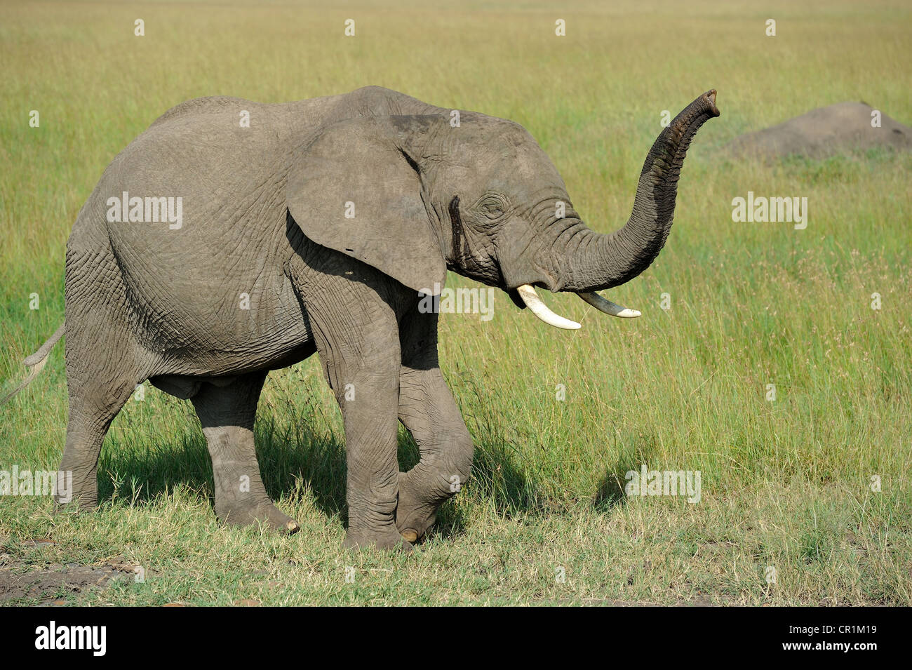 Afrikanischen Busch Elefant - Savanne Elefanten - Bush Elefant (Loxodonta Africana) stehen in der Savanne Masai Mara Stockfoto