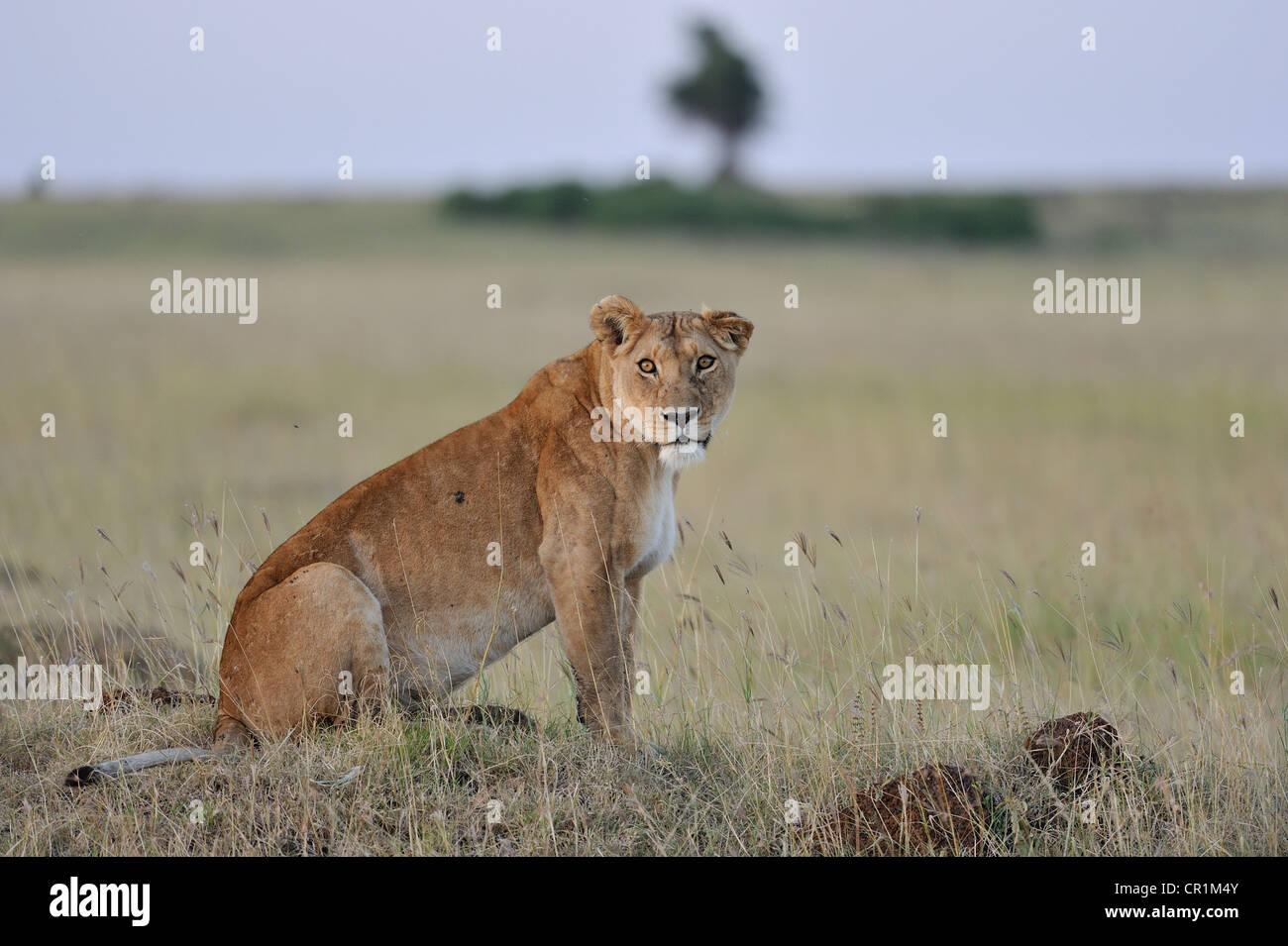 East African Lion - Massai-Löwe (Panthera Leo Nubica) Weibchen sitzen in der Savanne Ostafrikas Masai Mara - Kenia- Stockfoto