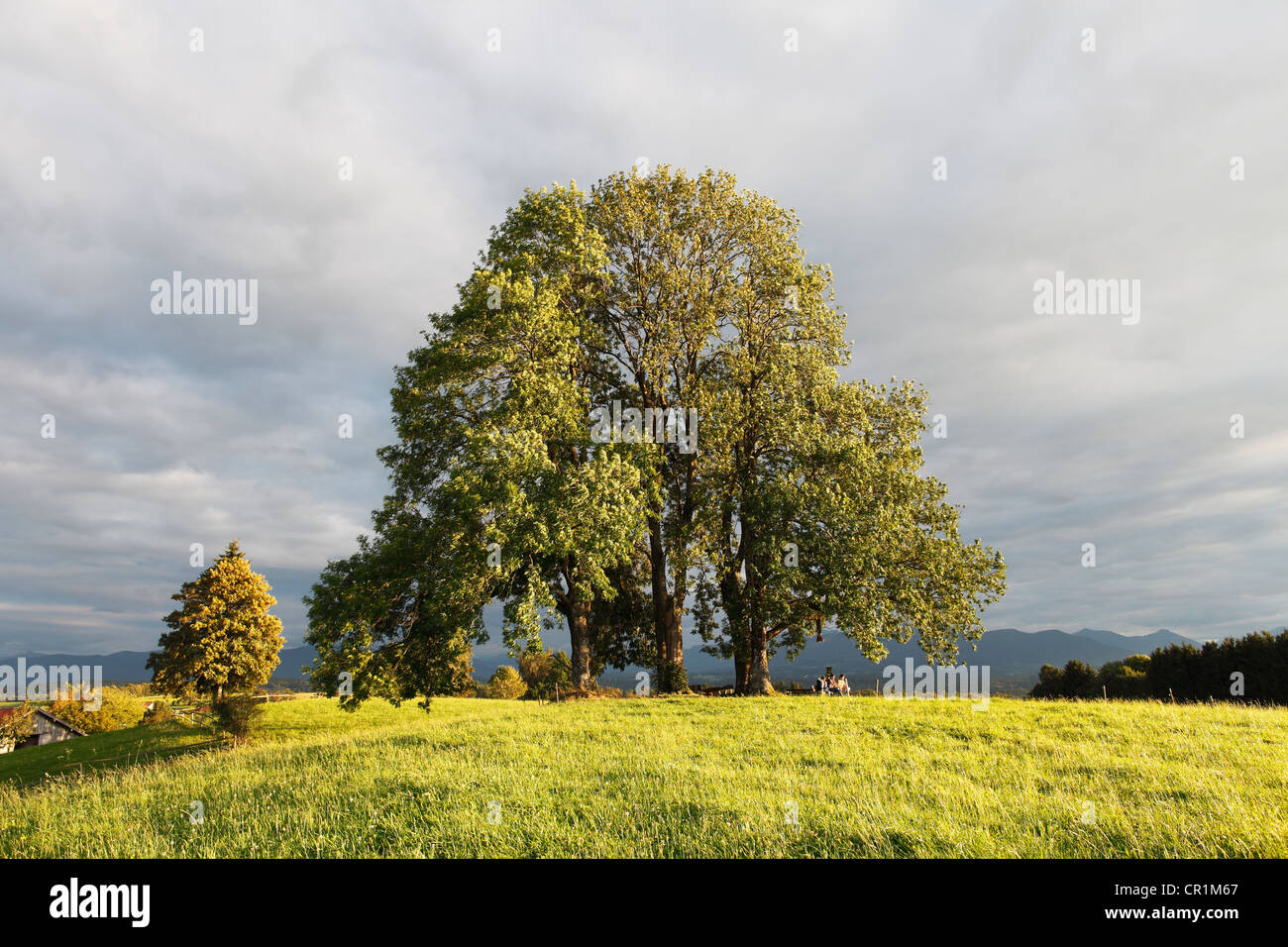 Laubbäume auf der Peretshofer Hoehe, Peretshofen, Dietramszell Gemeinde, Upper Bavaria, Bavaria, PublicGround Stockfoto