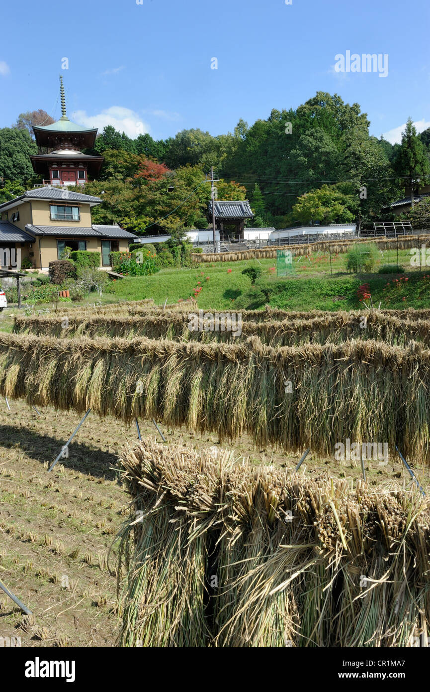 Reis-Ricks in der Pagode in Iwakura in der Nähe von Kyoto, Japan, Asien Stockfoto
