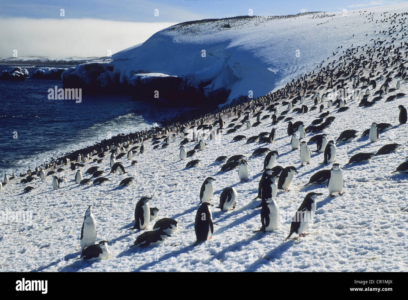 Kinnriemen Pinguine (Pygoscelis Antarctica) auf Zavodovski Island, Süd-Sandwich-Inseln, Antarktis Stockfoto