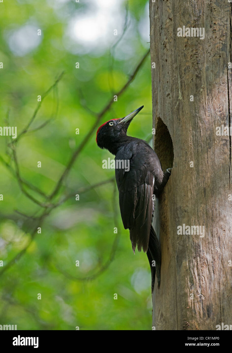 MÄNNLICHE SCHWARZSPECHT Dryocopus Martius im NEST HOLE. FRÜHLING. Stockfoto