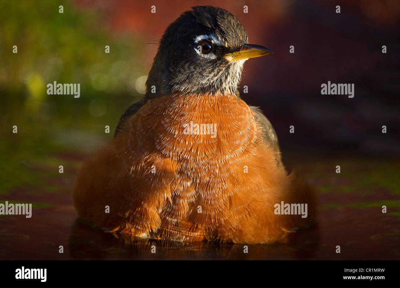 American Robin (Turdus Migratorius), ein Bad im späten Abendlicht. Stockfoto