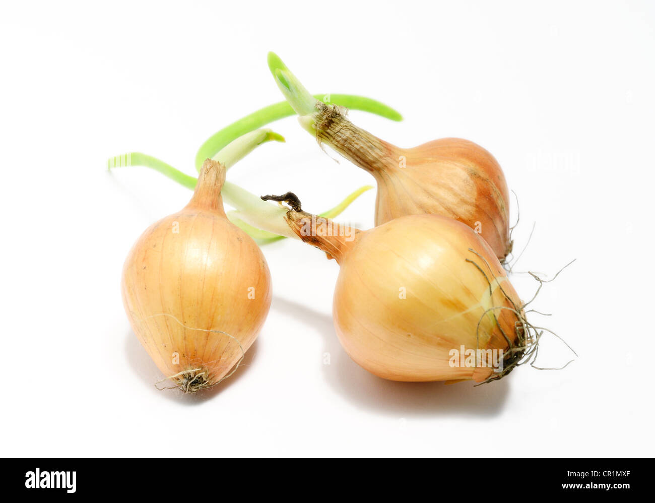 Birne Zwiebel mit wachsenden Blätter Stockfoto