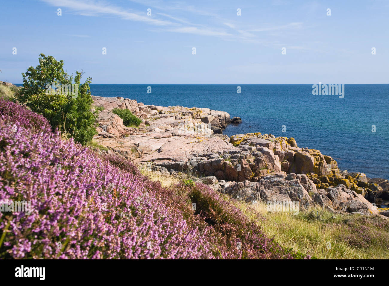 Küstenlandschaft mit Erica (Calluna Vulgaris) an der Nordspitze der Hammer Odde Bornholm, Dänemark, Europa Stockfoto