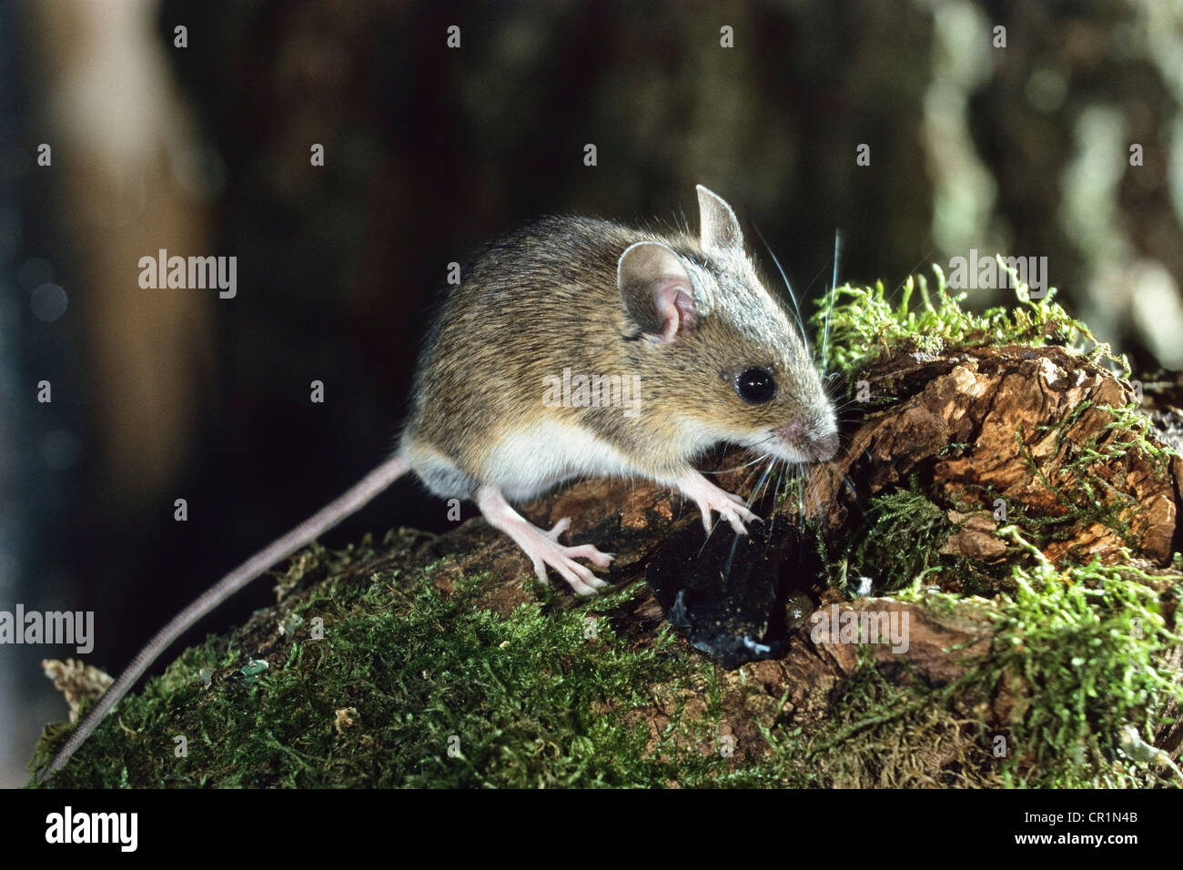 Gelb-necked Feldmaus oder gelb-necked Maus (Apodemus Flavicollis), Bayern, Deutschland, Europa Stockfoto