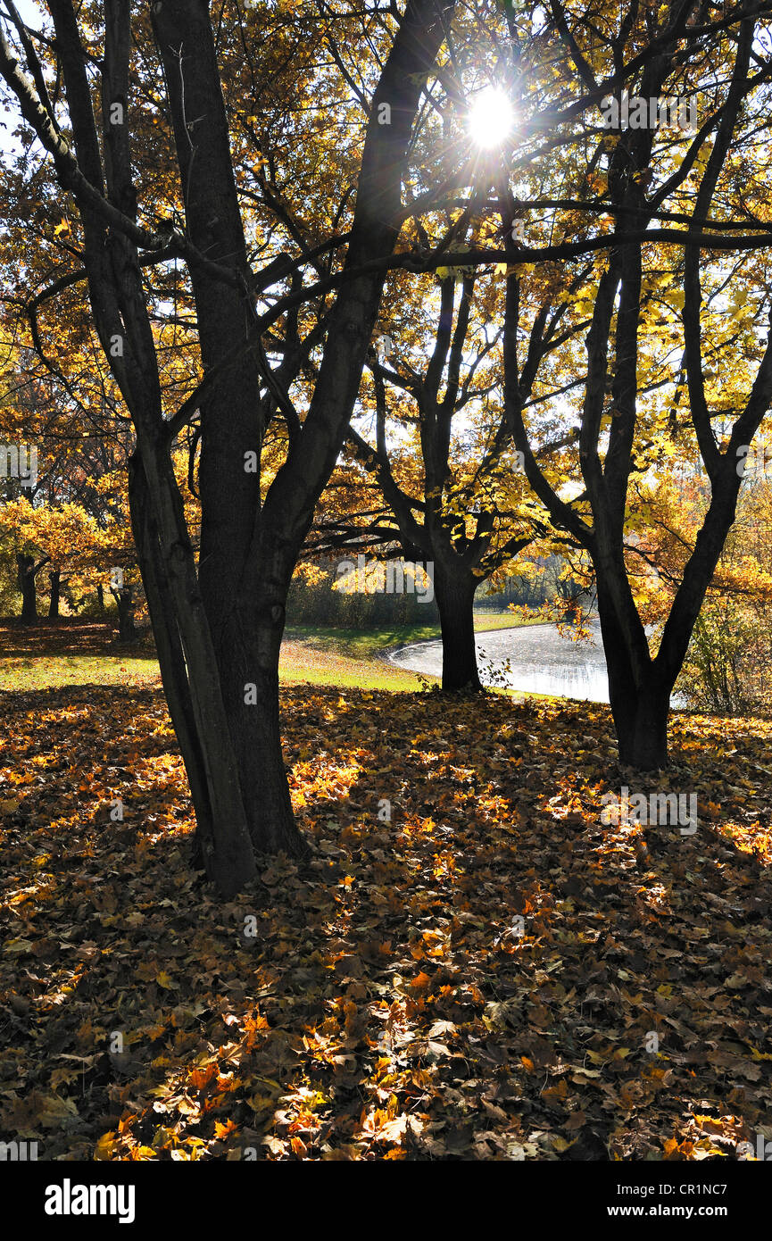Eichen (Quercus) lichtdurchflutet auf die in der herbstlichen Ostpark, München, Bayern, Deutschland, Europa Stockfoto