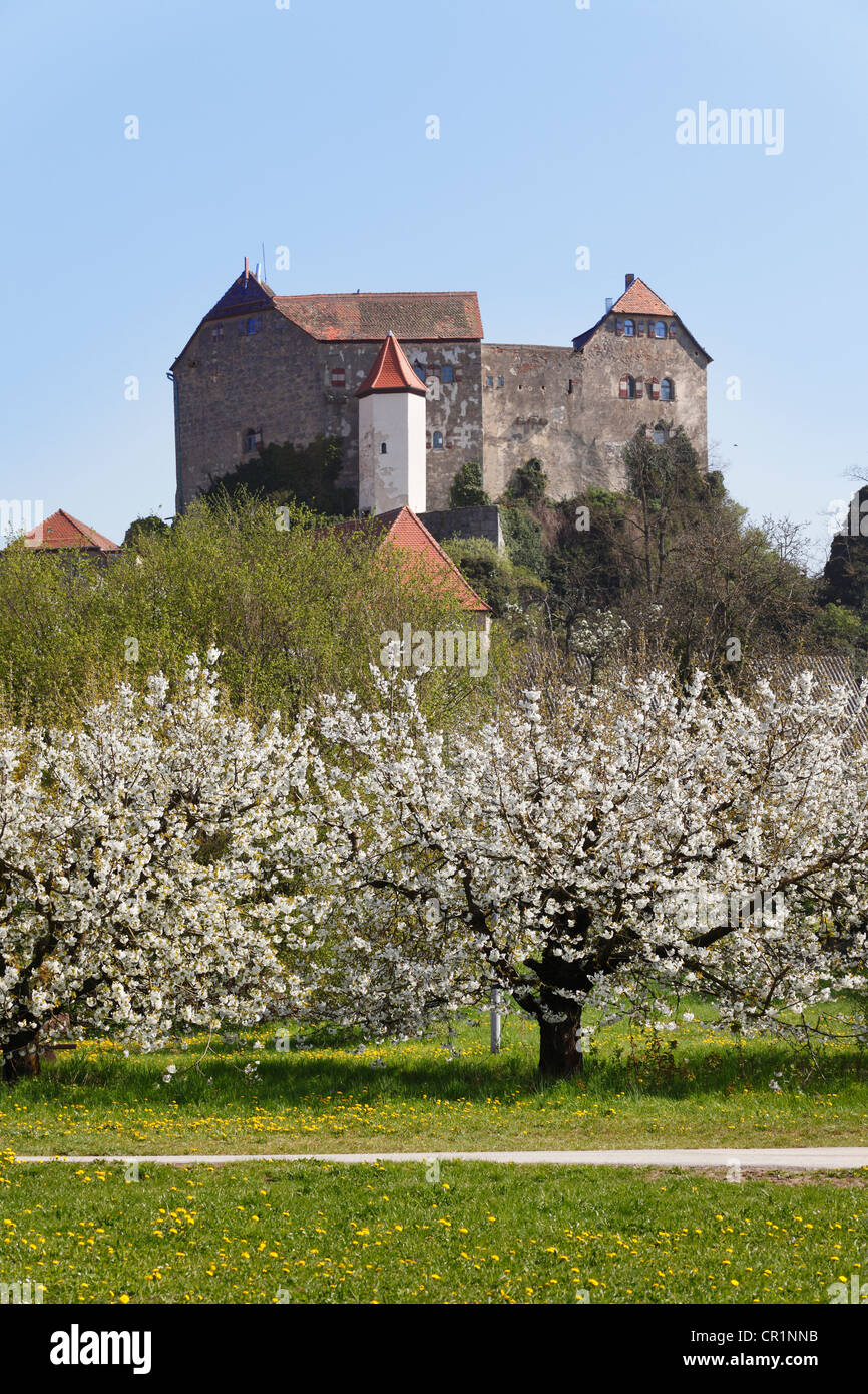 Burg Hiltpoltstein, blühende Kirschbäume, kleine Schweiz, Oberfranken, Franken, Bayern, Deutschland, Europa Stockfoto