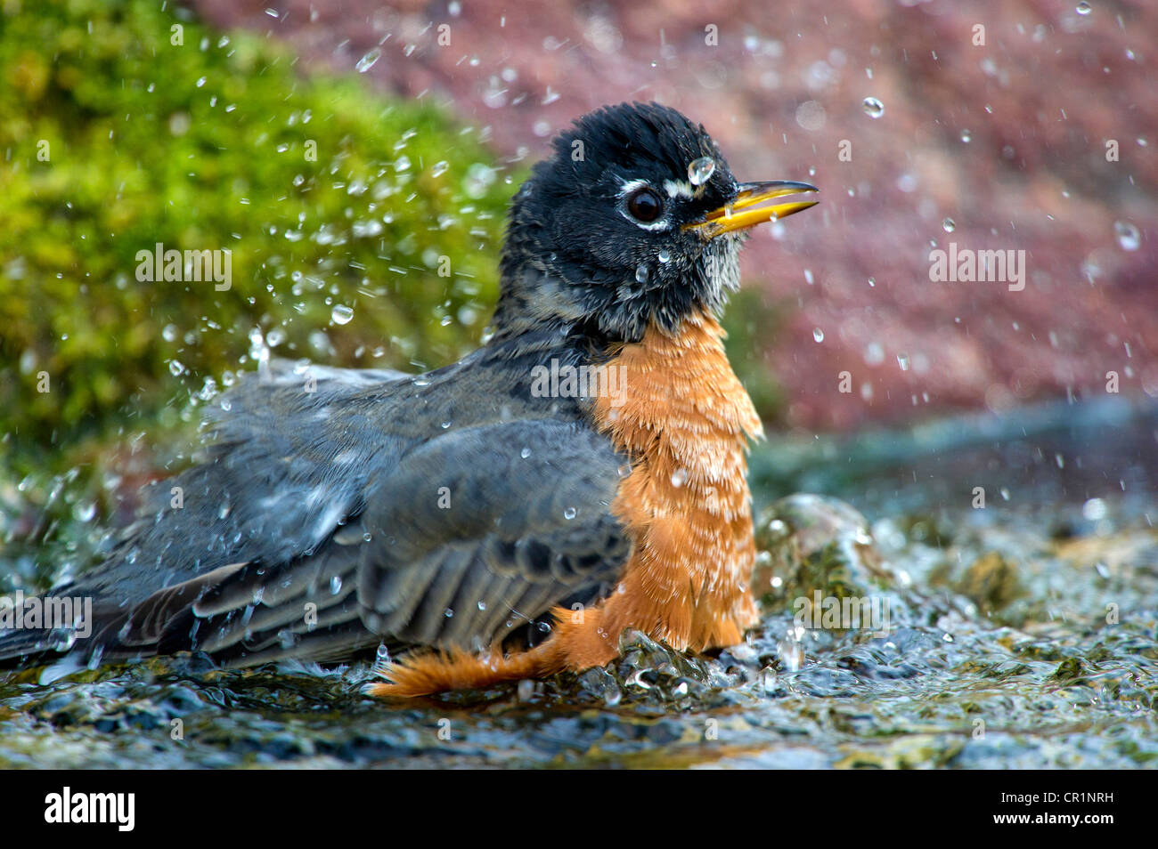 American Robin (Turdus Migratorius), ein Bad im späten Abendlicht. Stockfoto