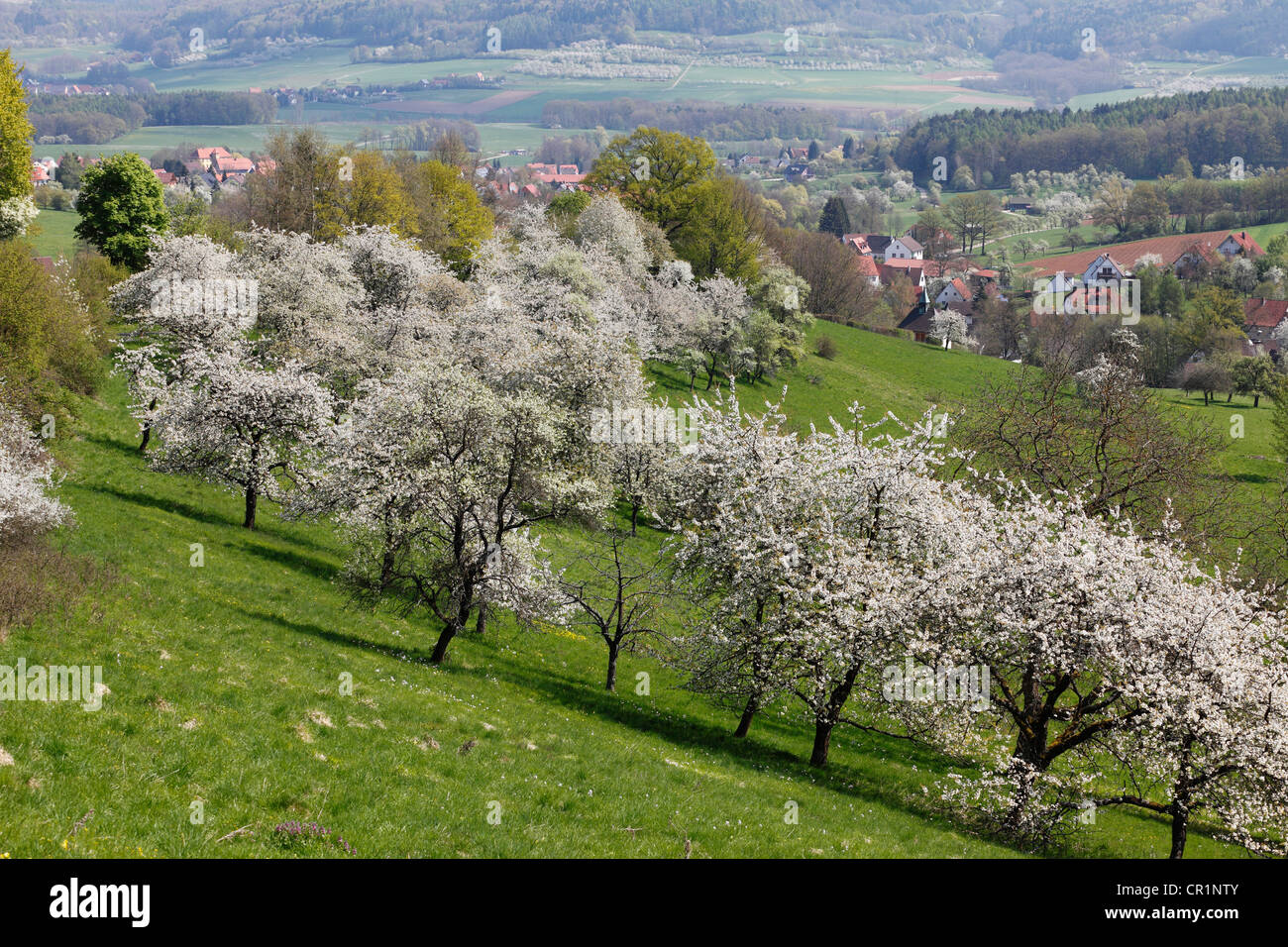 Kirschbäume in Blüte, Roedlas, Gemeinde Neunkirchen bin Marke, Fränkische Schweiz, Oberfranken, Franken Stockfoto