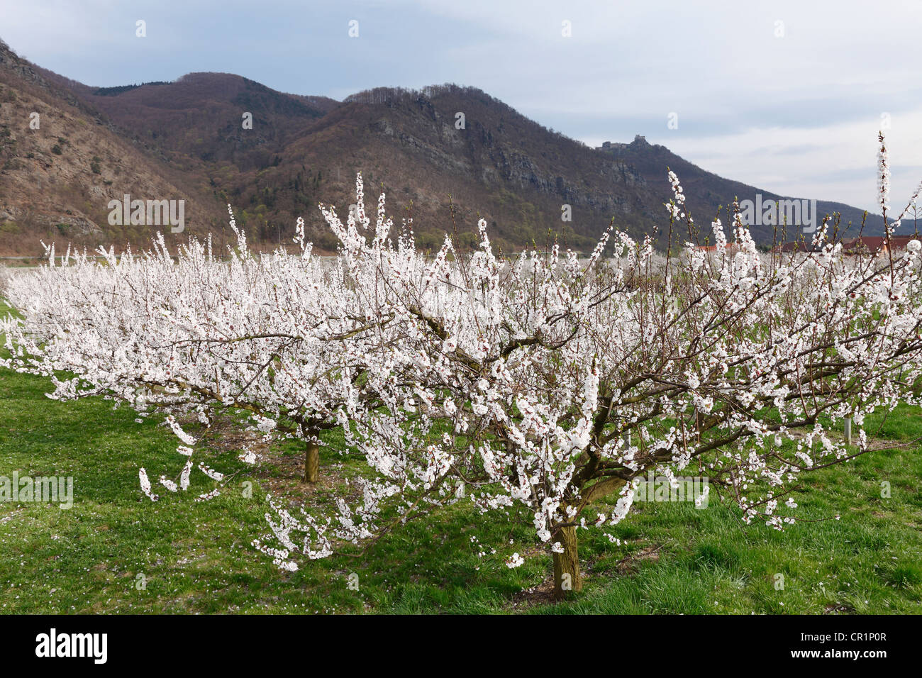 Aprikose Bäume in Blüte, Aprikose Blütenbäumen (Prunus Armeniaca), Burgruine Aggstein in der Wachau zurück, Stockfoto