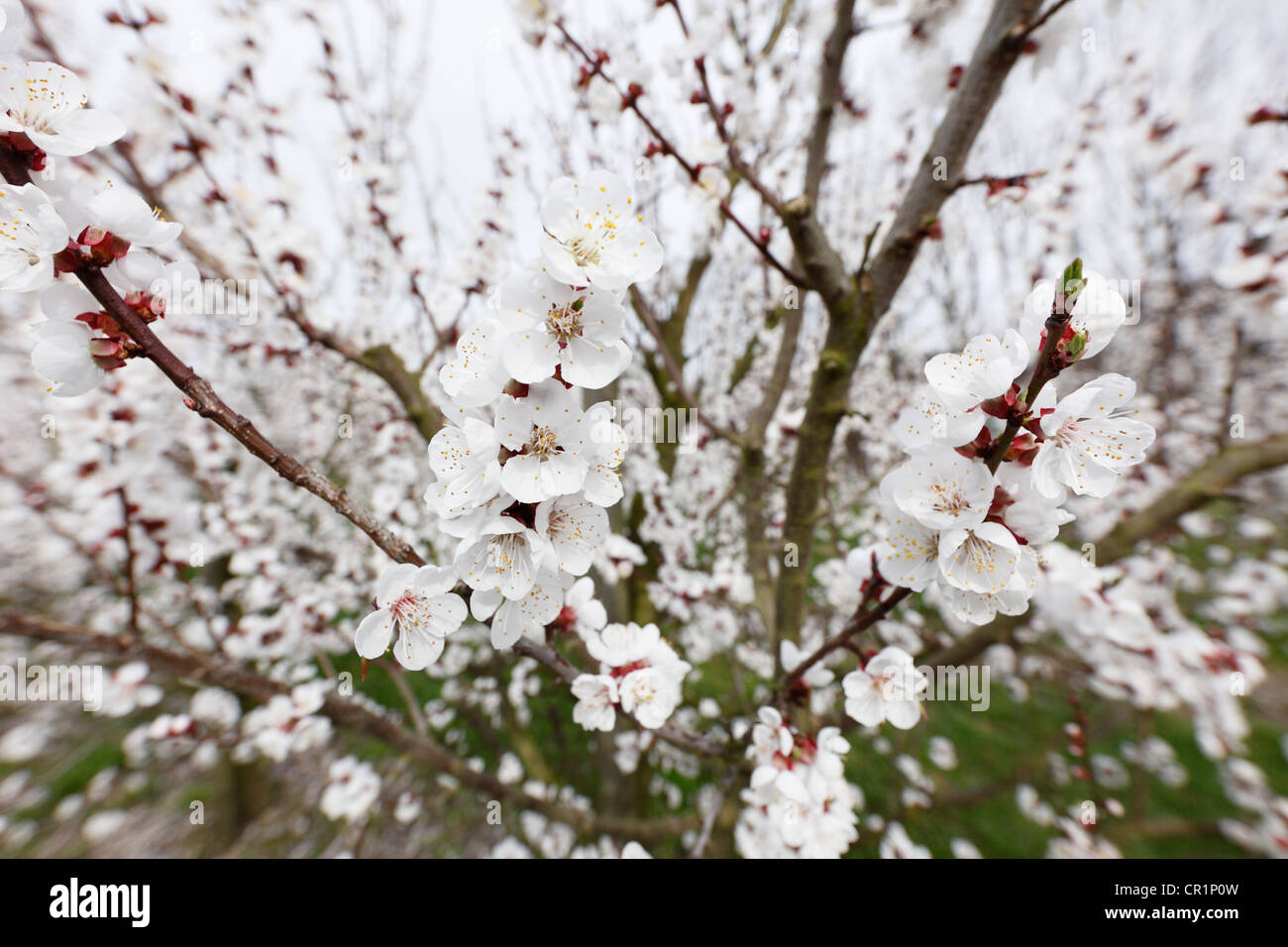 Aprikose Blüten, Blüte Aprikosenbaum (Prunus Armeniaca), Wachau Valley, Region Waldviertel zu senken, Austria, Österreich, Europa Stockfoto