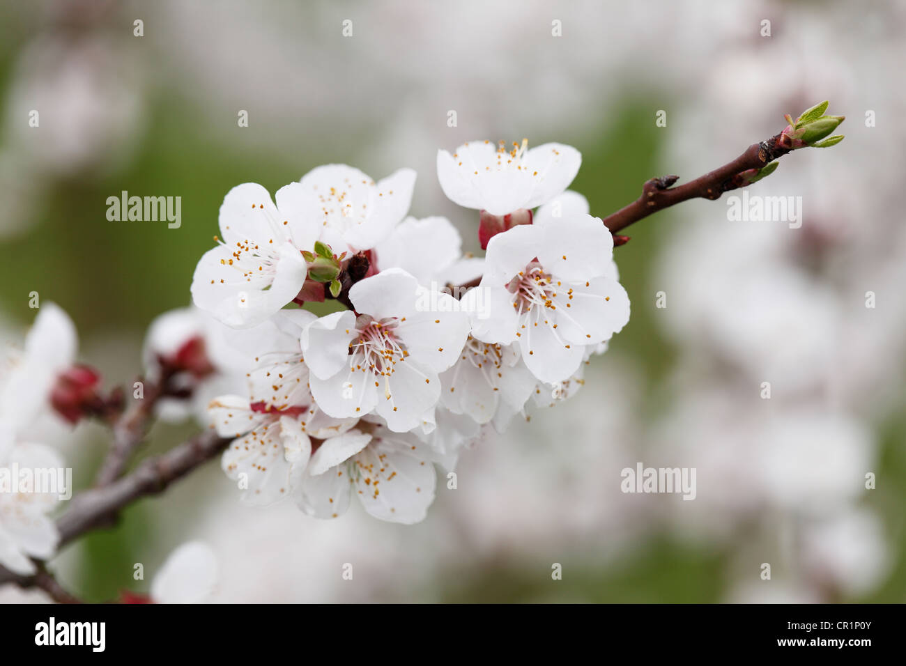 Aprikose Blüten, blühender Zweig der einen Aprikosenbaum (Prunus Armeniaca), Wachau Valley, Region Waldviertel, Niederösterreich Stockfoto