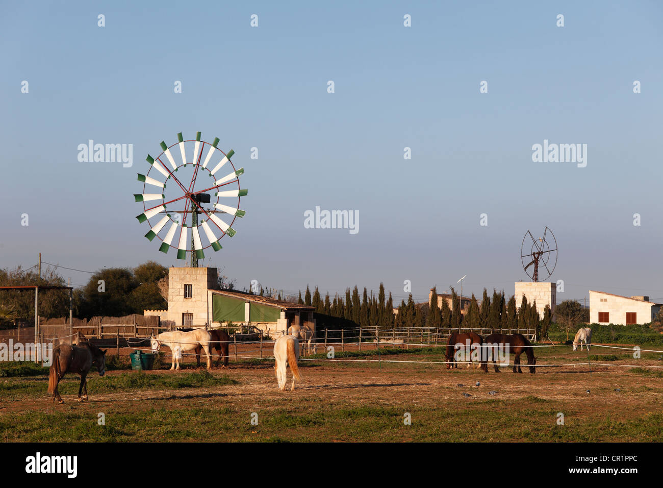 Windmühle und Pferde, Campos, Mallorca, Balearen, Spanien, Europa Stockfoto