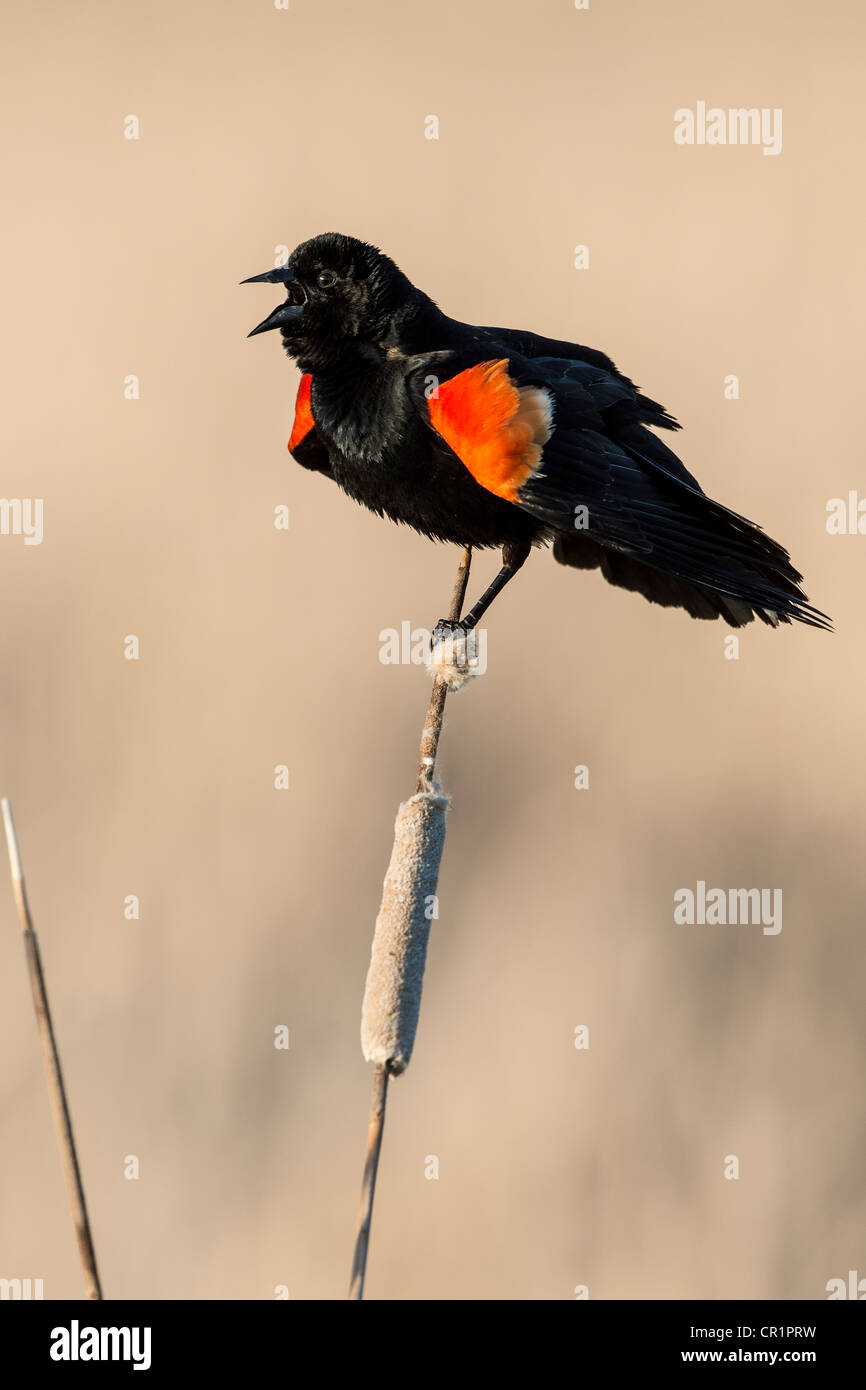 Rotschulterstärling (Agelaius Phoeniceus) Anzeige seiner roten Epauletten auf eine gemeinsame Rohrkolben (Typha Latifolia) Stengel. Stockfoto