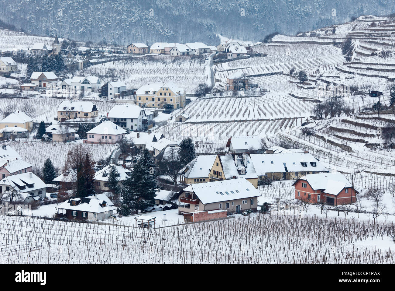 Weinberge mit Schnee bedeckt, Spitz, Wachau, Waldviertel, Wald-Viertel, Niederösterreich, Österreich, Europa Stockfoto