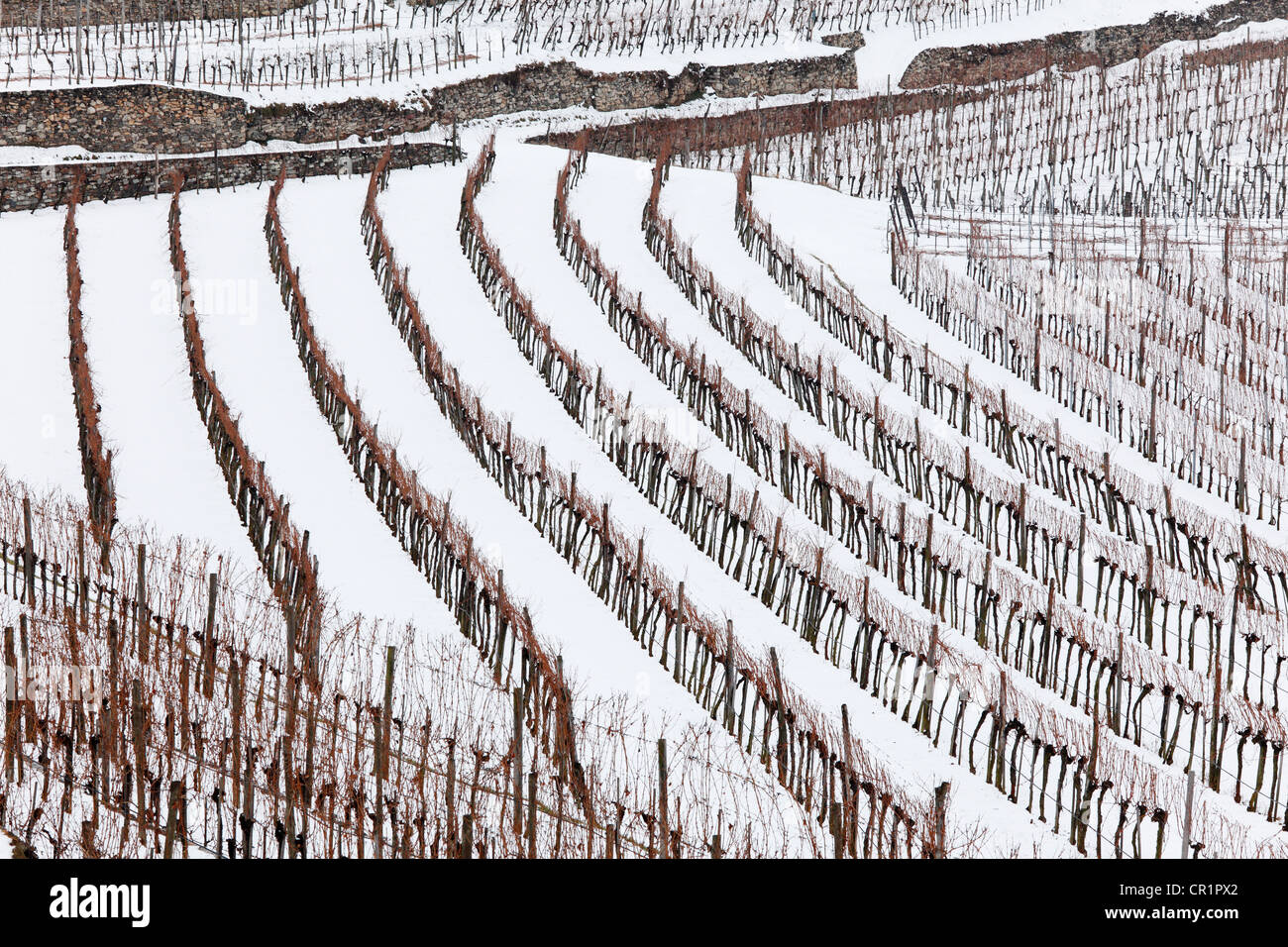 Weinberge mit Schnee bedeckt, Spitz, Wachau, Waldviertel, Wald-Viertel, Niederösterreich, Österreich, Europa Stockfoto