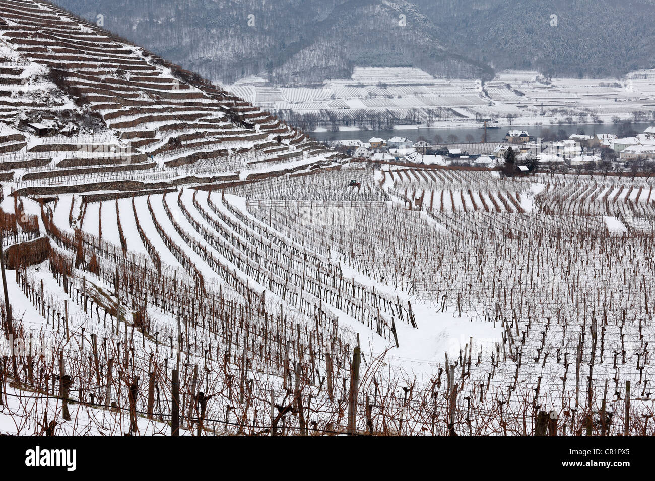 Weinberge mit Schnee bedeckt, Spitz, Wachau, Waldviertel, Wald-Viertel, Niederösterreich, Österreich, Europa Stockfoto