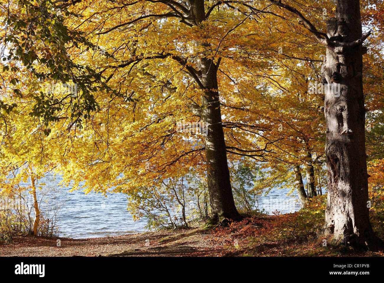 Herbstliche Buche Bäume am See Starnberger See bei Leoni, Fuenfseenland Bereich, Upper Bavaria, Bayern, Deutschland, Europa Stockfoto