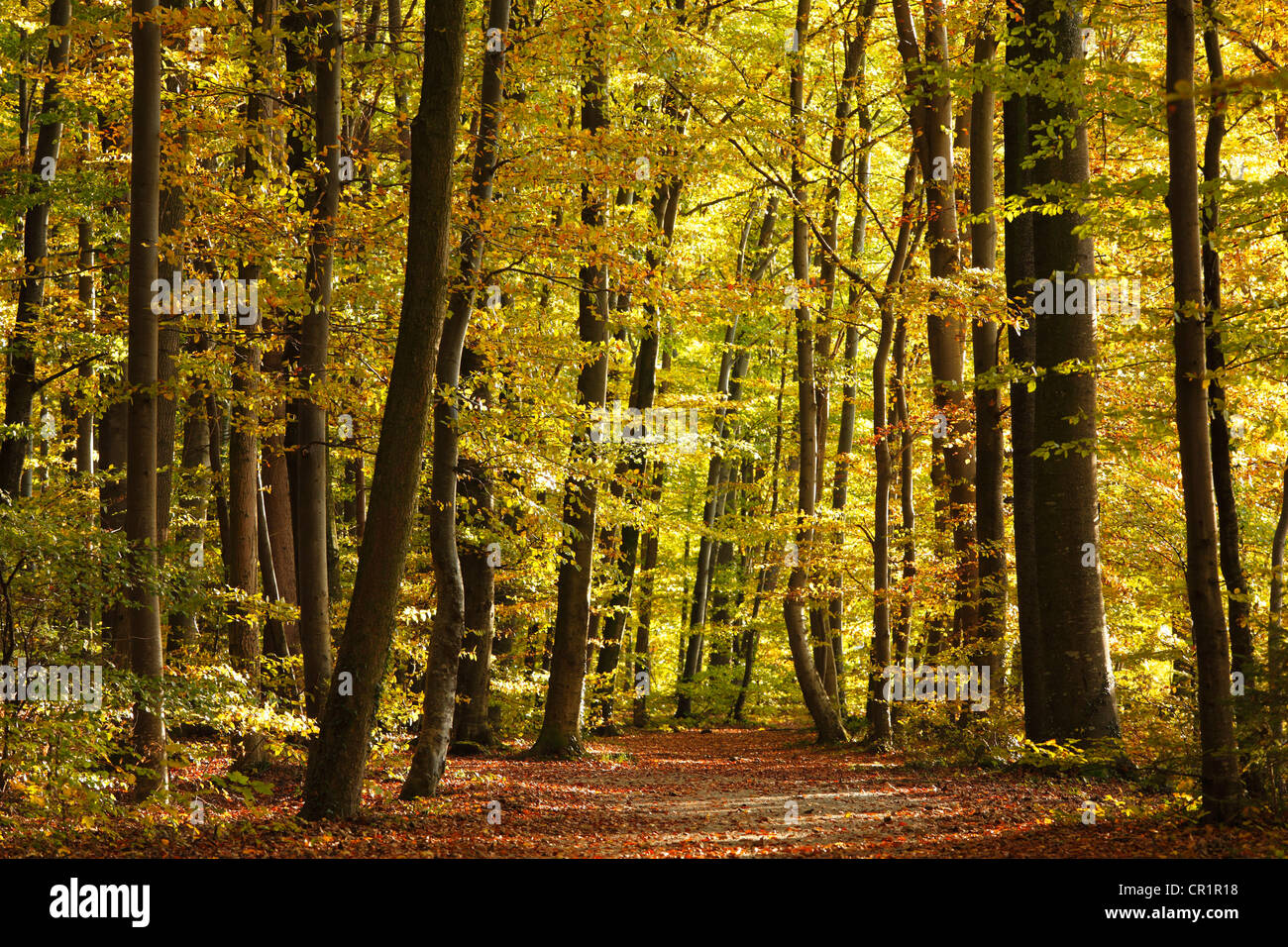 Waldweg durch einen herbstlichen Wald in der Nähe von Leoni, Fuenfseenland Bereich, Upper Bavaria, Bayern, Deutschland, Europa Stockfoto