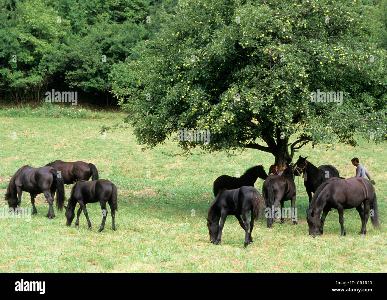 Frankreich, Ariege, Mérens Les Vals, einheimischen Pferde Stockfoto