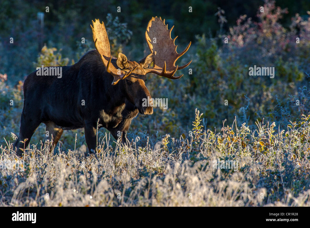 Bull Moose im frühen Morgenlicht und Frost im Riding-Mountain-Nationalpark, Manitoba, Kanada Stockfoto