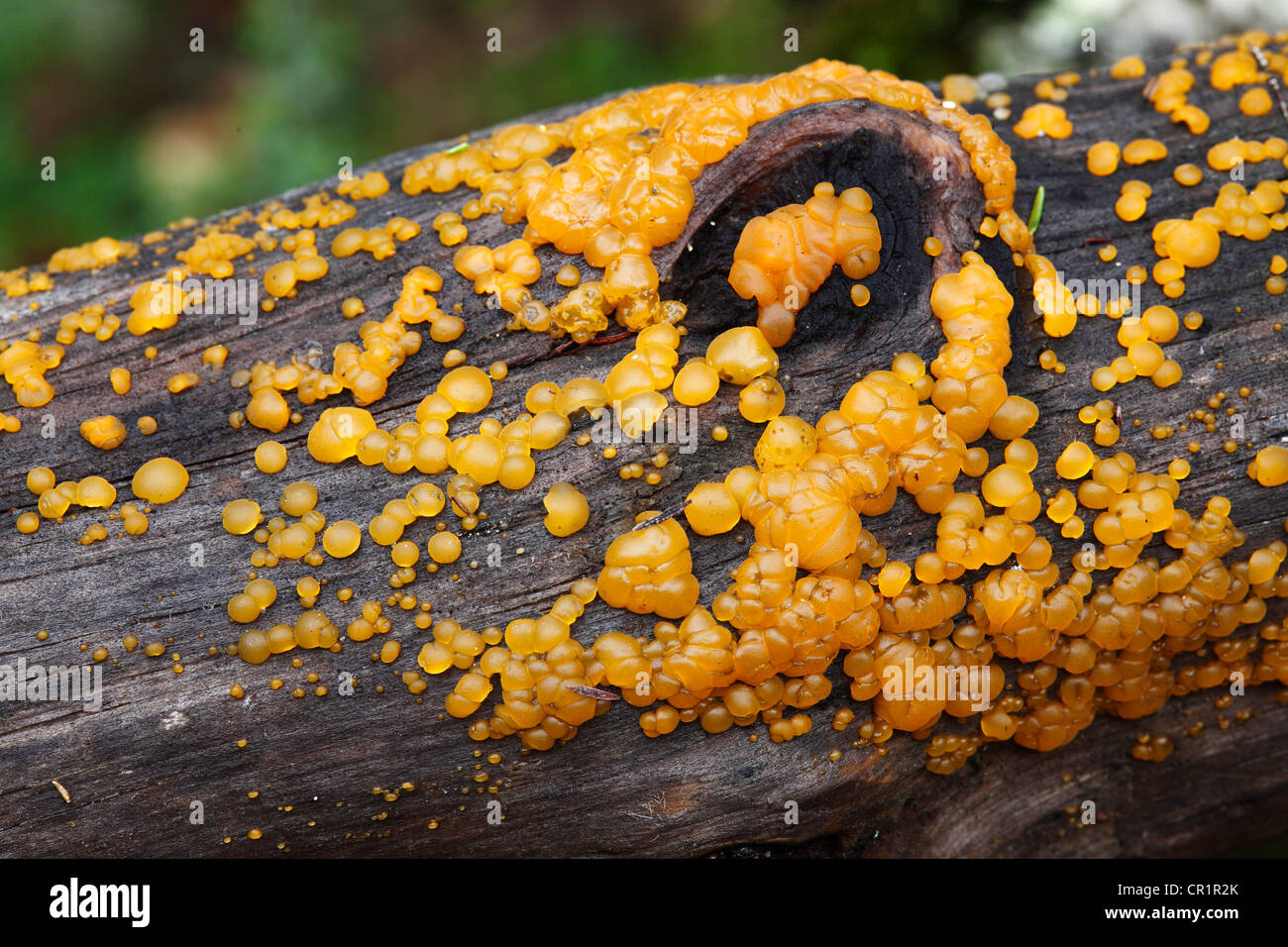 Gelbe Pilze auf Holz, Nationalpark Garajonay, UNESCO-Weltkulturerbe, La Gomera, Kanarische Inseln, Spanien, Europa Stockfoto