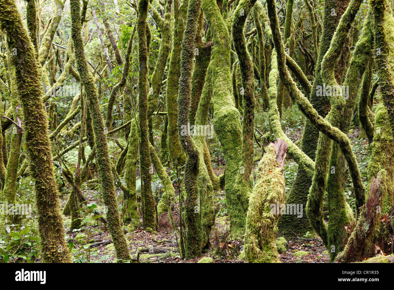 Bemooste Baumstämme, laurel Wald, Nationalpark Garajonay, UNESCO-Weltkulturerbe, La Gomera, Kanarische Inseln, Spanien, Europa Stockfoto