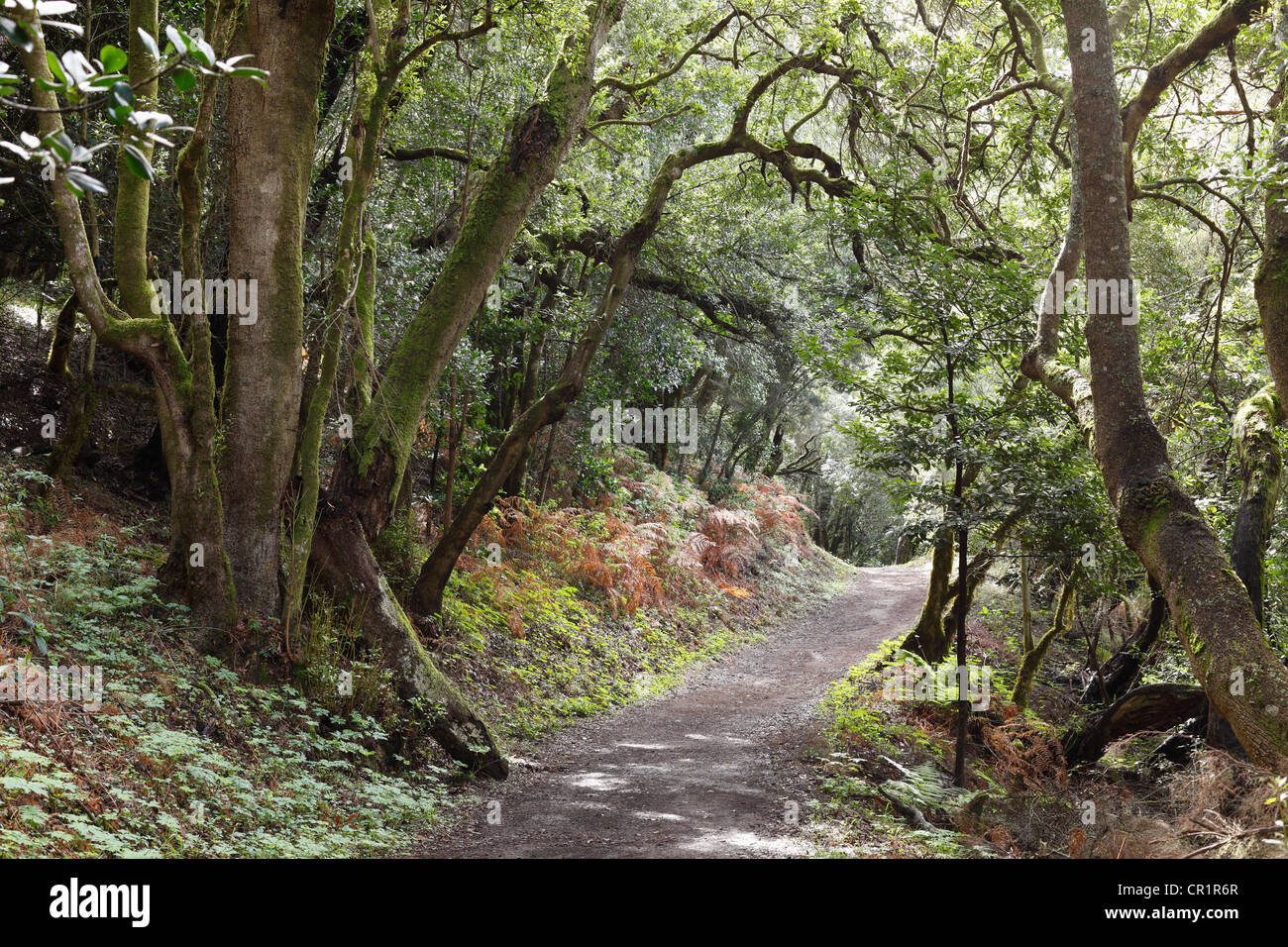 Pfad in einem Lorbeerwald, Nationalpark Garajonay, La Gomera, Kanarische Inseln, Spanien, Europa Stockfoto