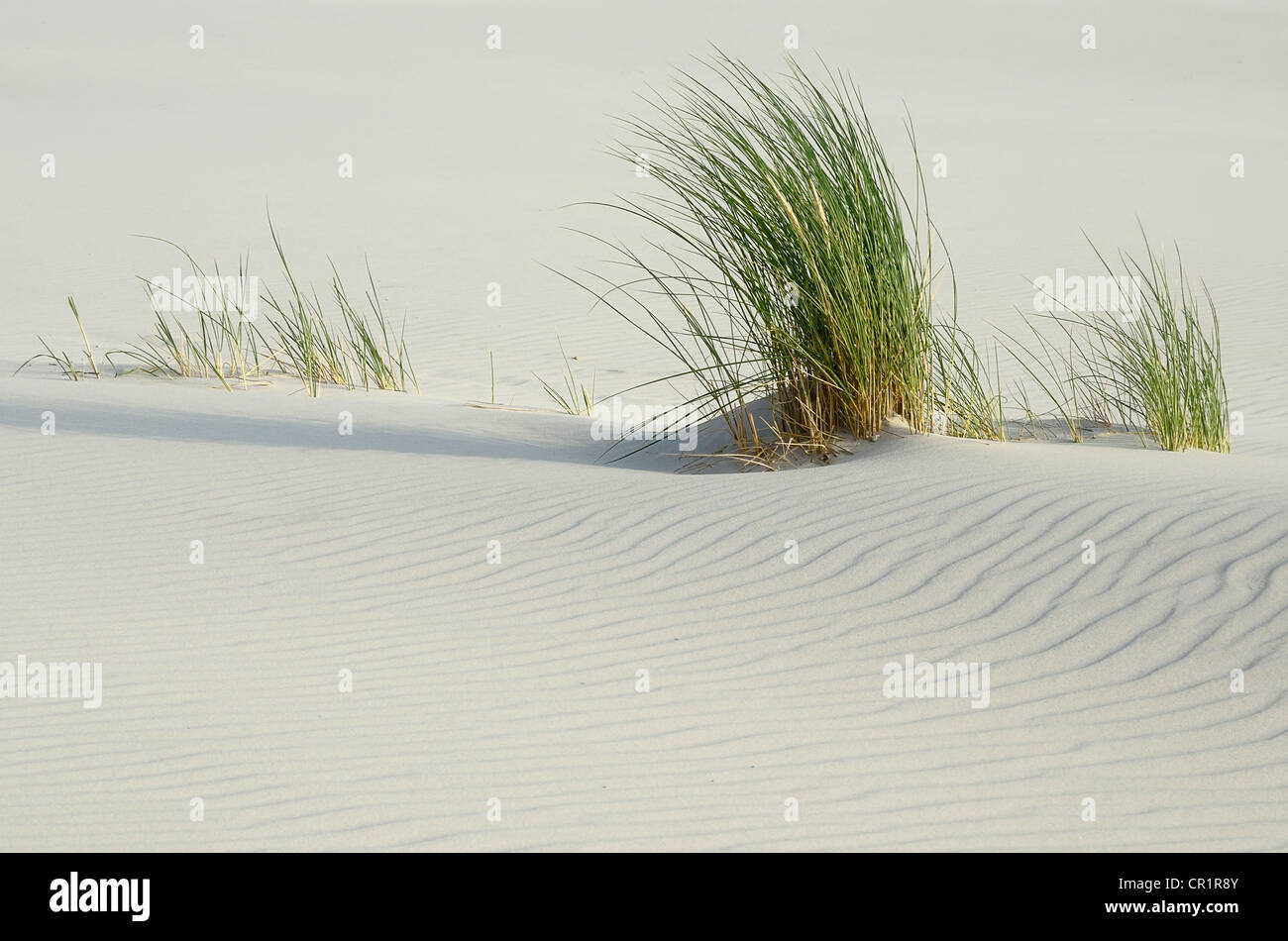 Europäische Strandhafer (Ammophila arenaria) auf dem kniepsand Strand, Sandbank, Insel Amrum, Nordfriesland Nordfriesland Stockfoto