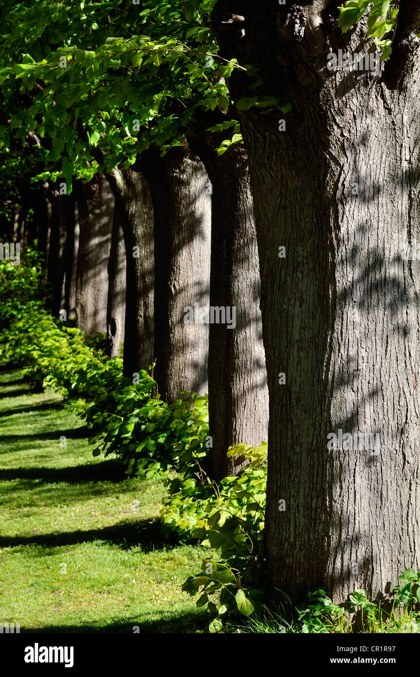 Linde (Tilia spec), Kappeln, schleswig - Flensburg, Schleswig - Holstein, Deutschland, Europa Stockfoto