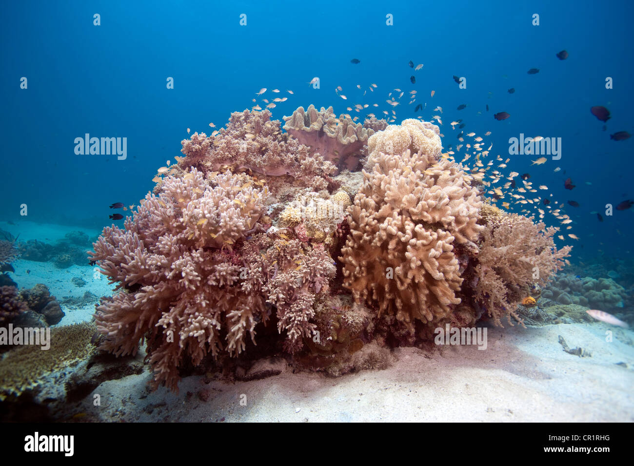 Korallenriff mit verschiedenen Weichkorallen und Burgfräulein Fisch, Southern Leyte, Philippinen, Asien Stockfoto