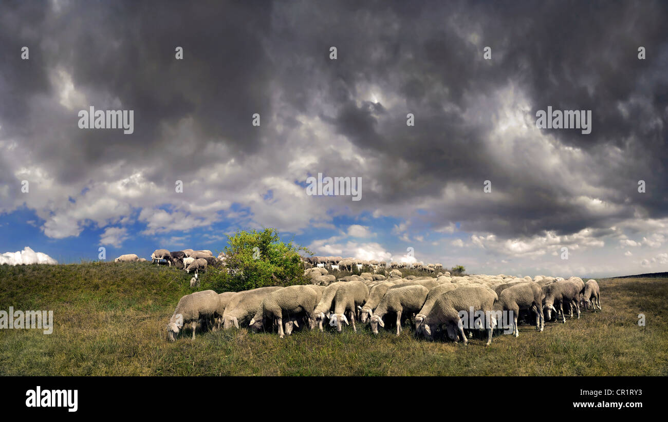 Schafherde mit Gewitterwolken im Naturpark Altmühltal in der Nähe von Obereichstaett, Bayern, Deutschland, Europa Stockfoto