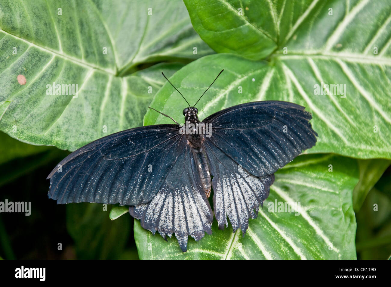 Schmetterling männlich, mit blauen gekrönt Flügel der scharlachrote Schwalbenschwanz-Familie. Technische Name ist Papilio Rumanzovia. Stockfoto