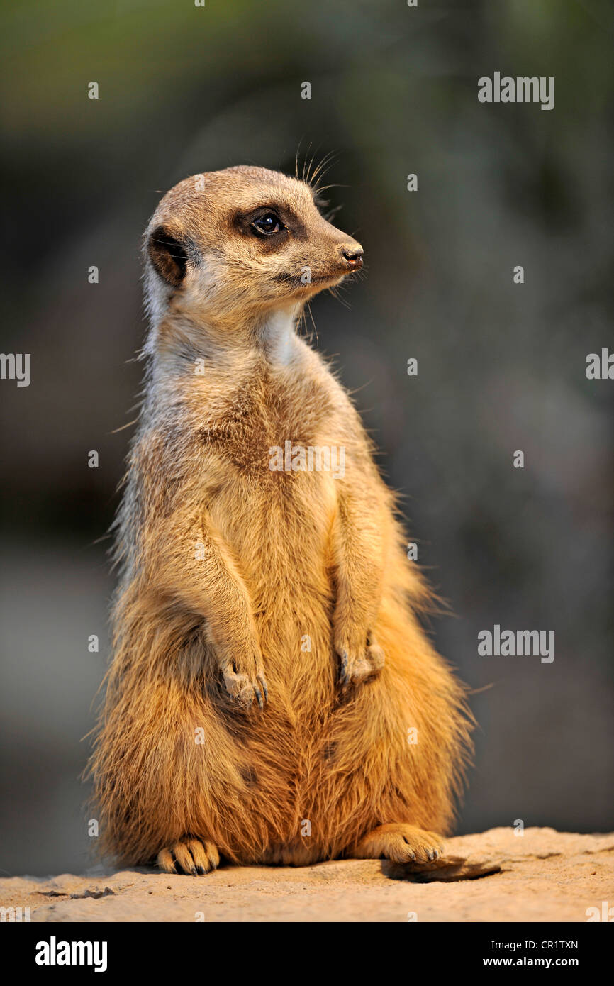 Erdmännchen (Suricata Suricatta), warnen position Stockfoto