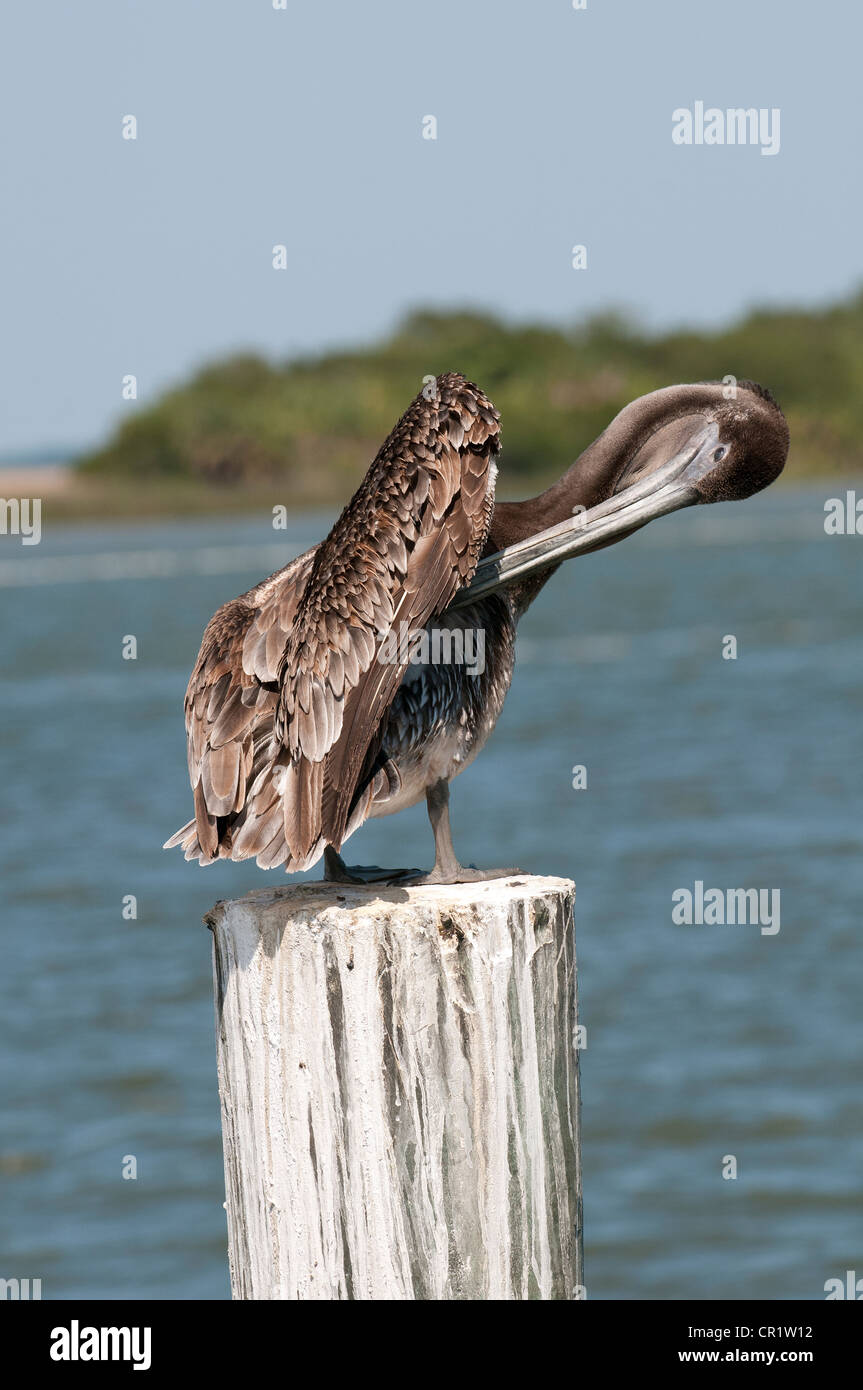 Brauner Pelikan Pelecanus Occidentalis auf die Apalachicola River nordwestlichen Florida USA Stockfoto