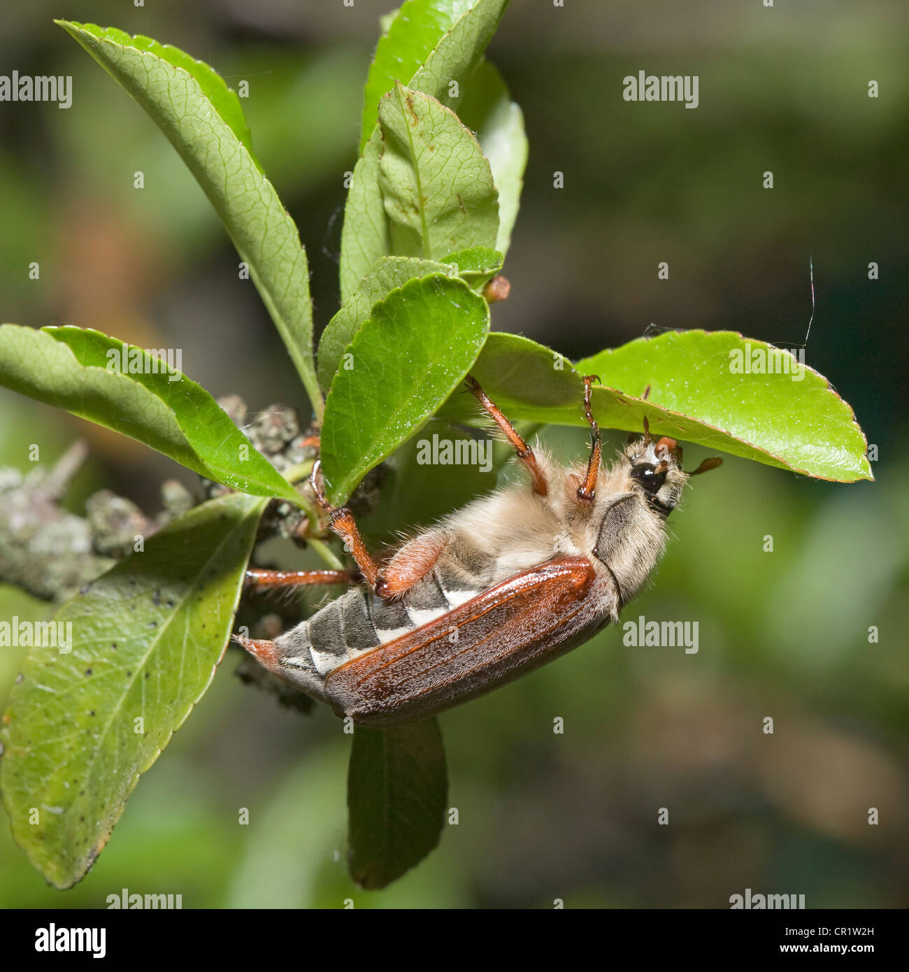 Maikäfer oder Käfer (melolontha melolontha), weiblich, Deutschland, Europa Stockfoto