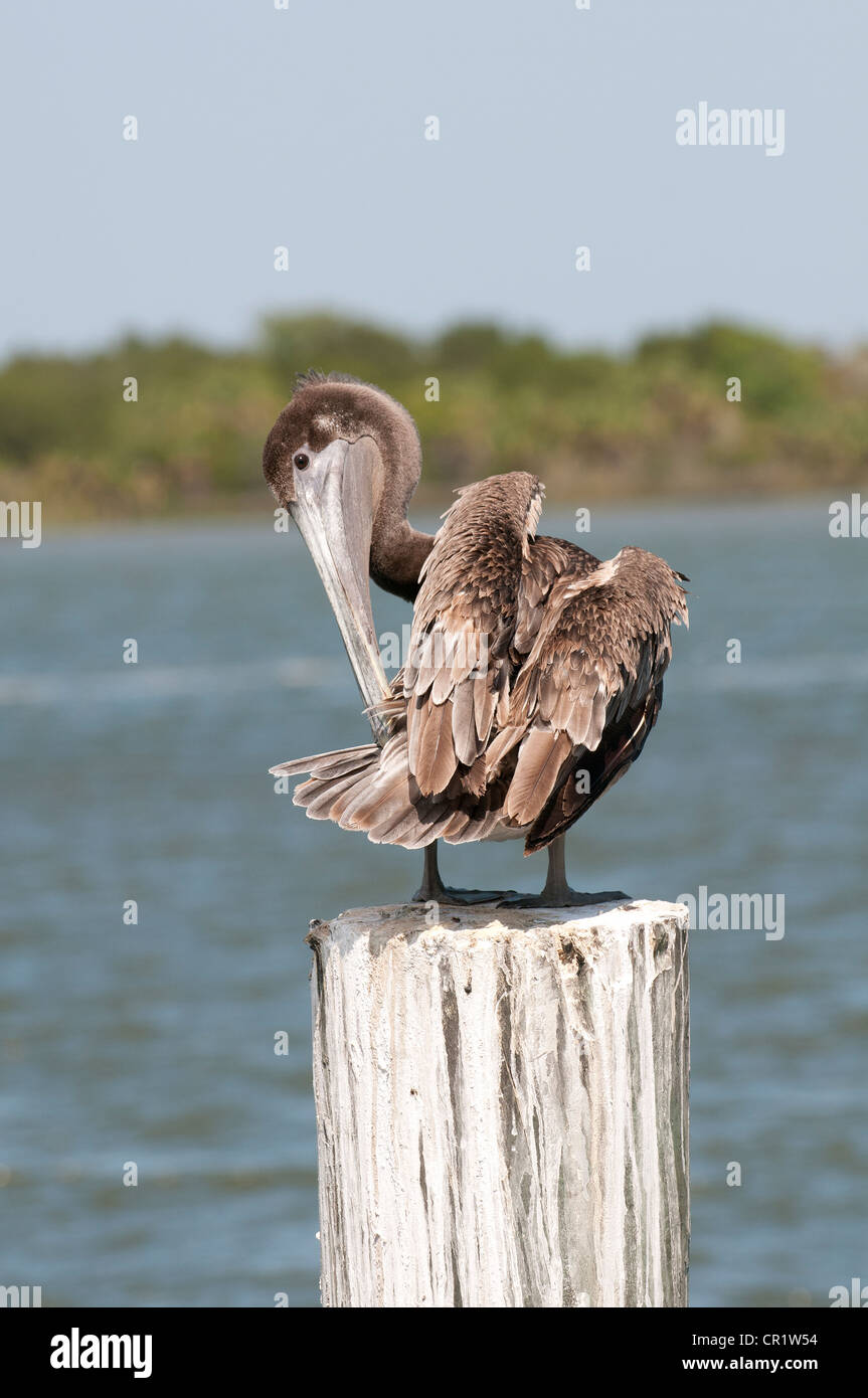 Brauner Pelikan Pelecanus Occidentalis auf die Apalachicola River nordwestlichen Florida USA Stockfoto