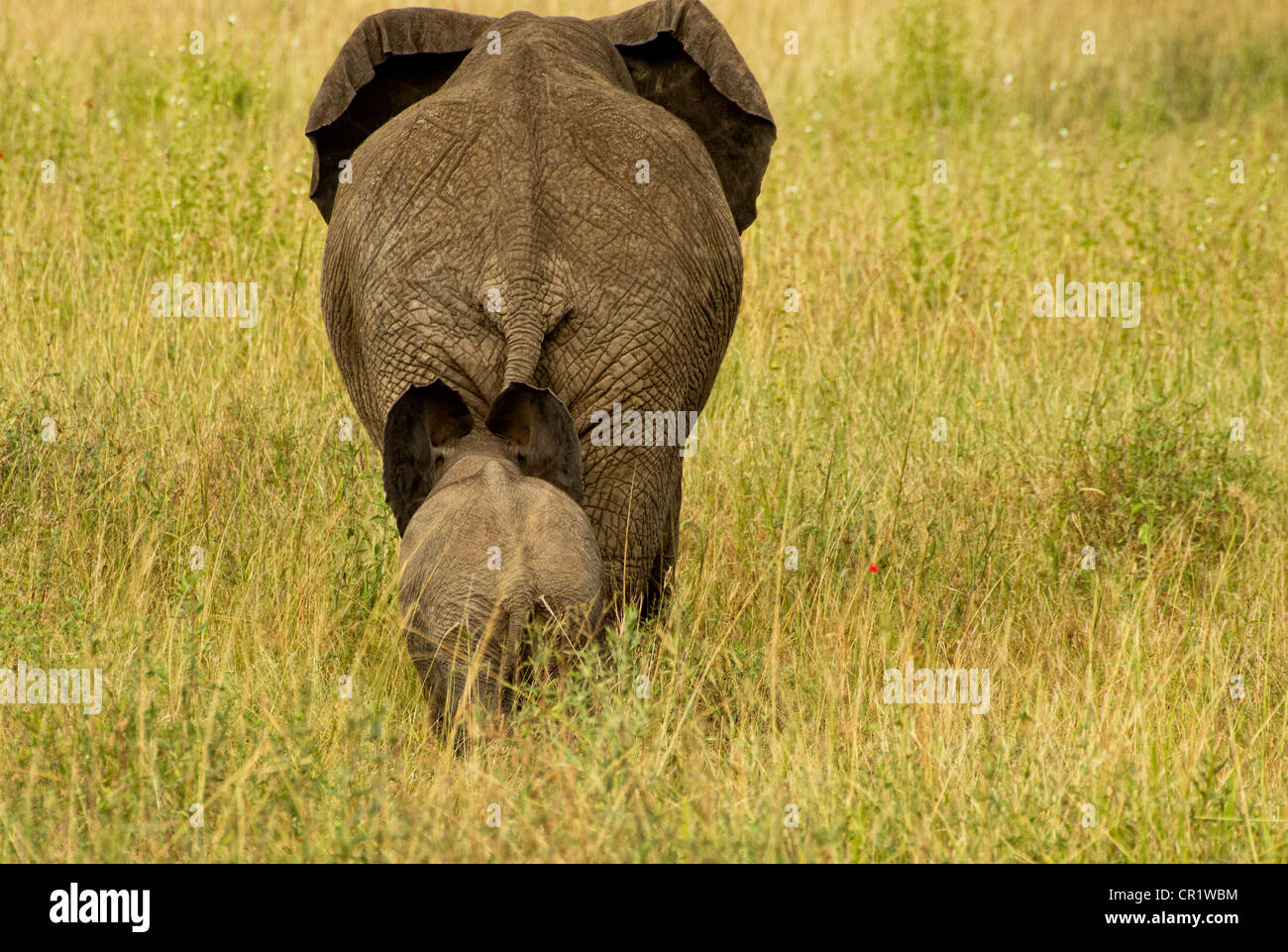 Mutter und Baby-Elefanten in der Serengeti-Ebene Stockfoto