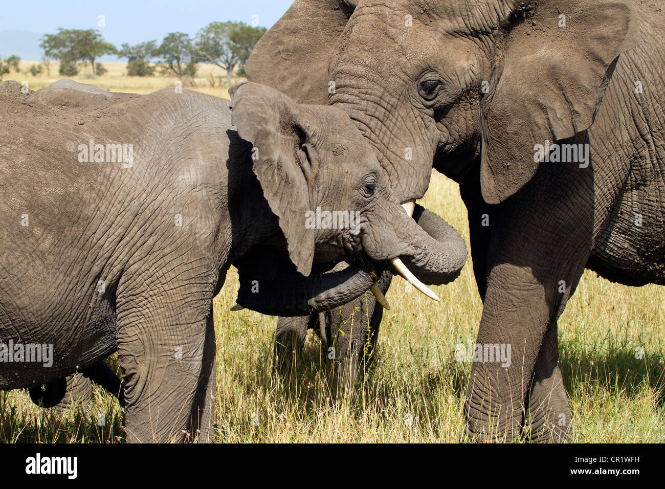 Elefanten in der Serengeti zur Begrüßung Stockfoto