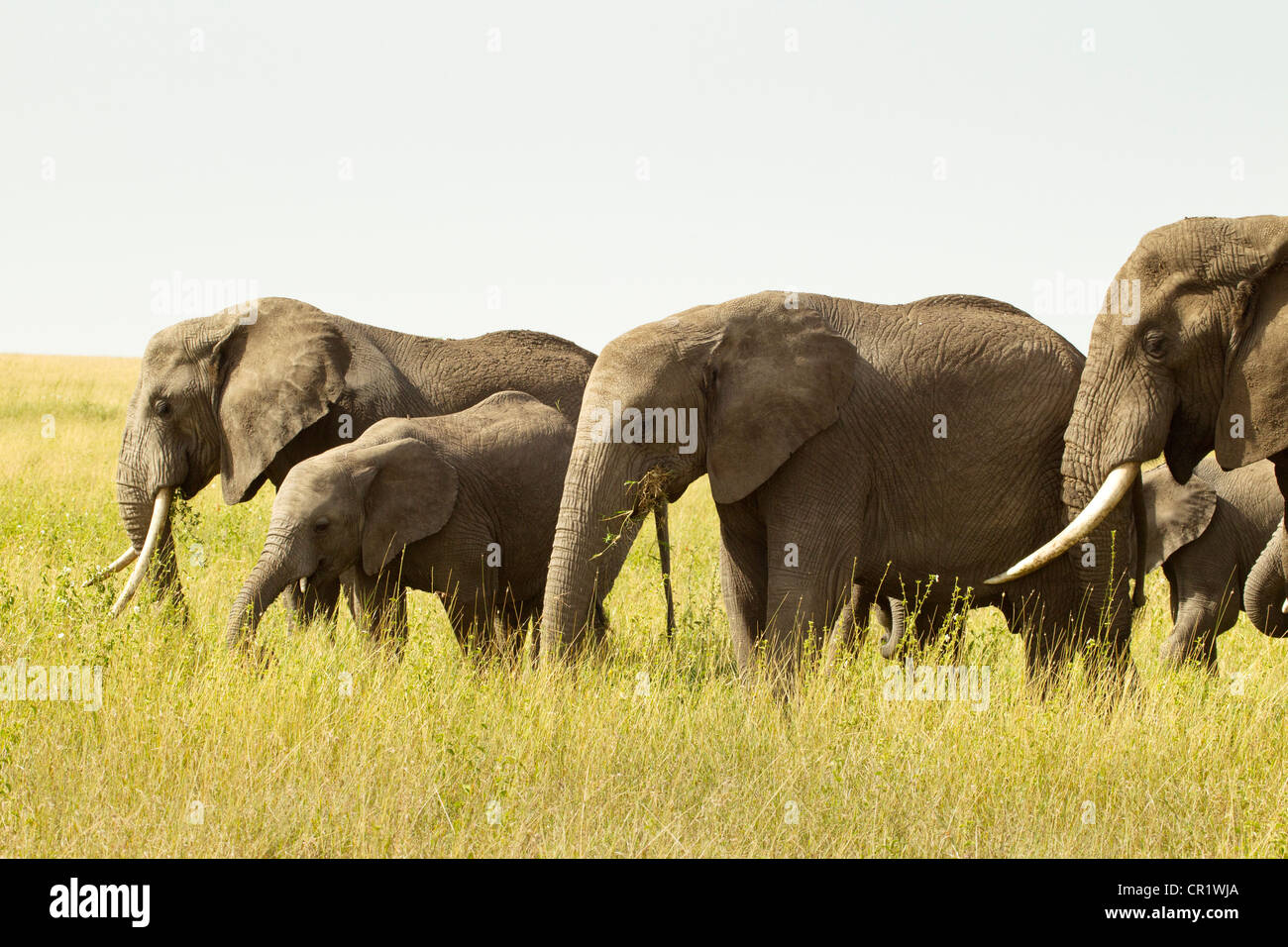 Elefanten in der Serengeti Plains Stockfoto