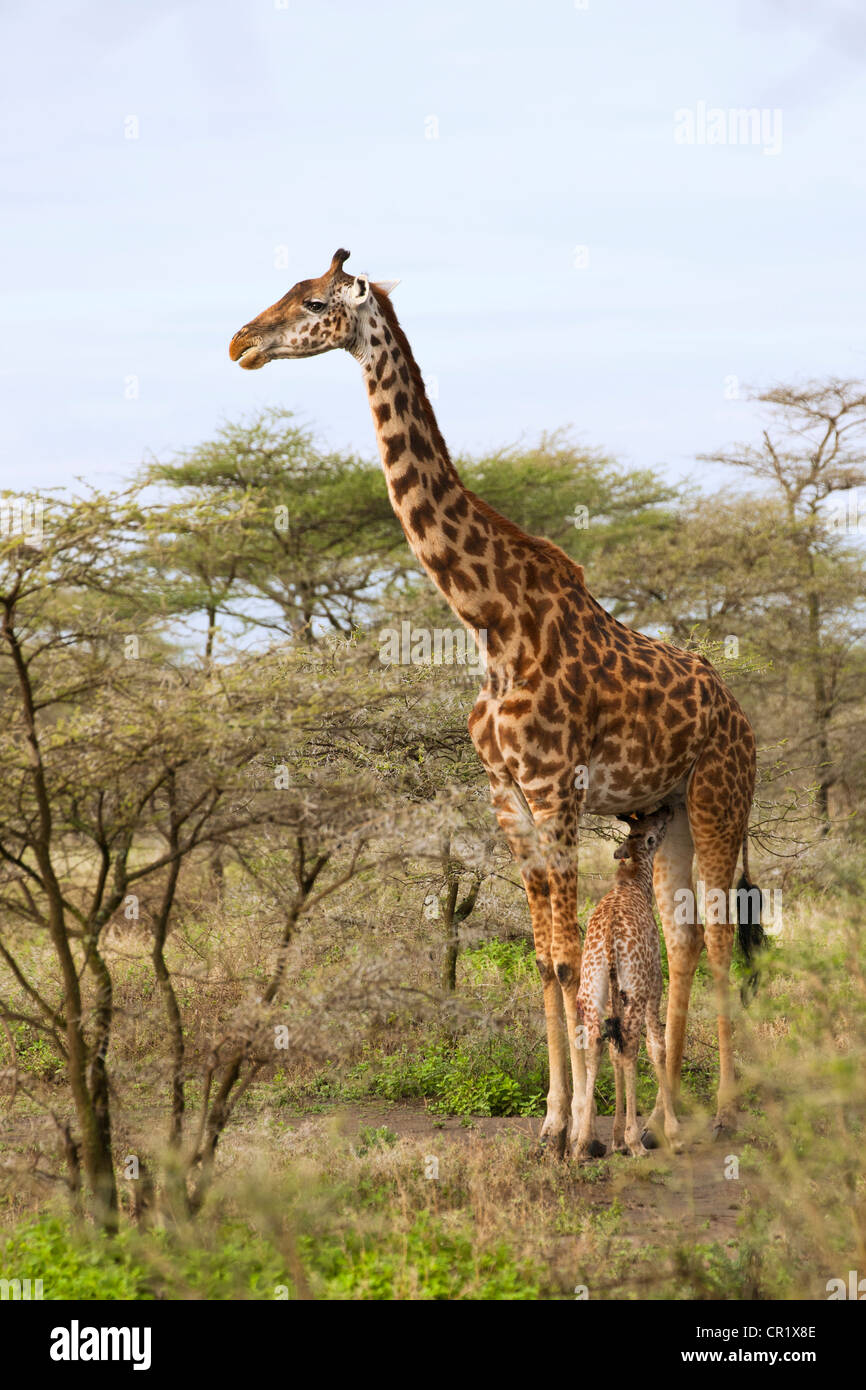 Giraffe Mutter füttert ihr neues Baby Stockfoto