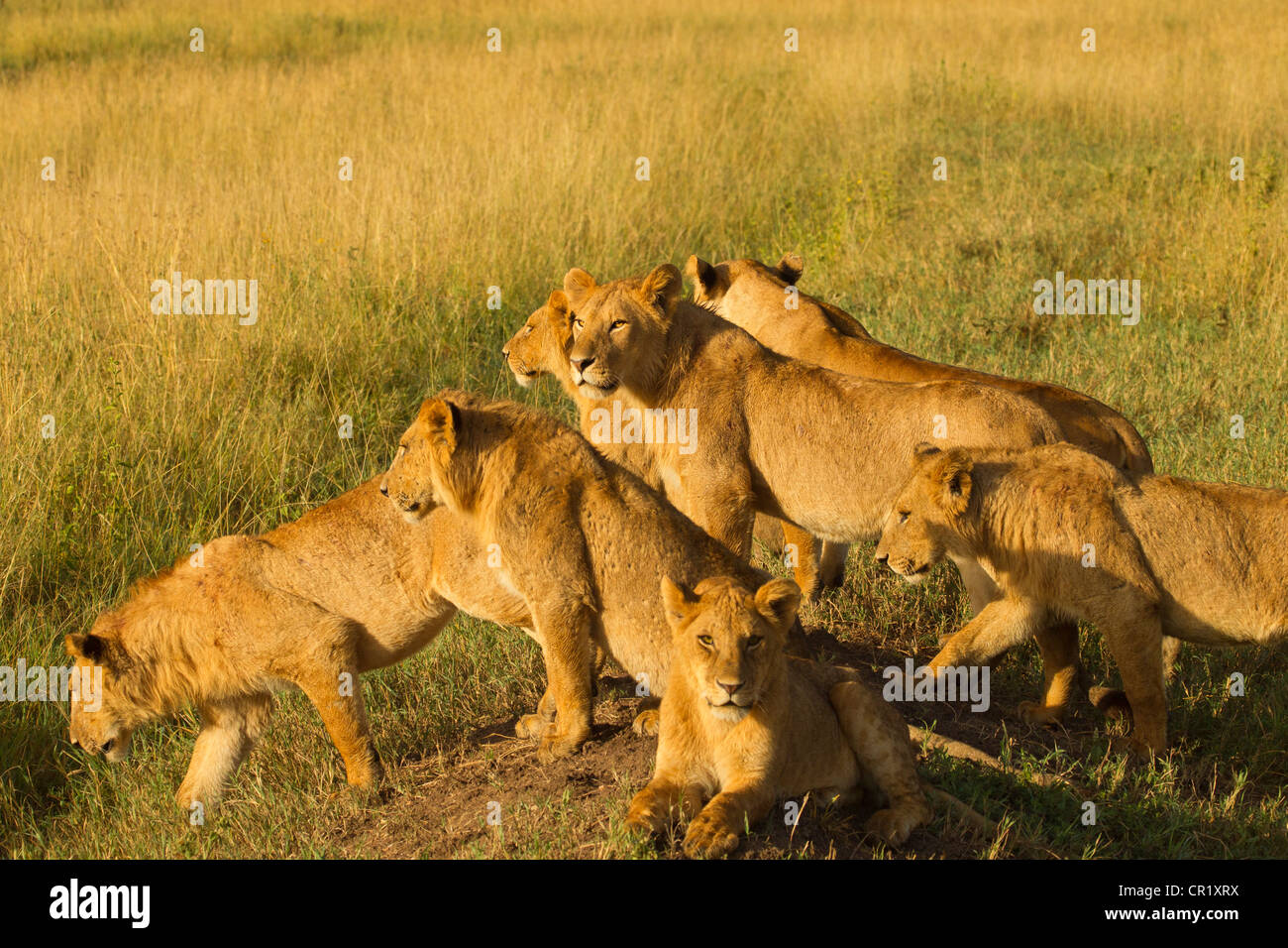 Löwen in der Morgensonne in der Serengeti unterwegs Stockfoto