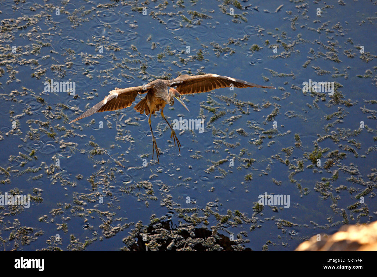 Ägypten, Nil Senke, Purpurreiher (Ardea Purpurea) Stockfoto