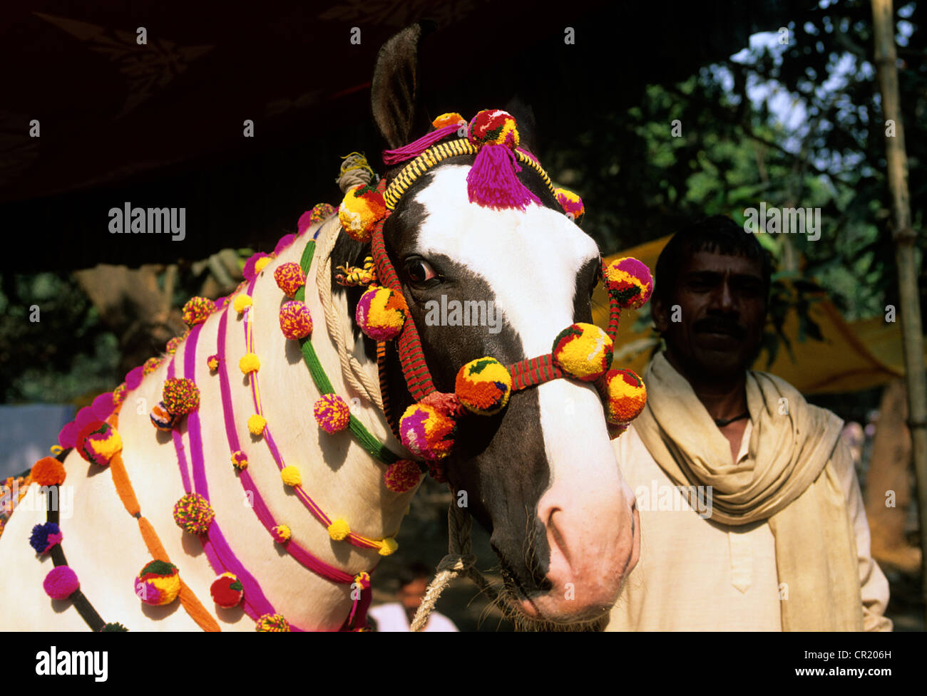 Indien, Bundesstaat Orissa, Sonepur Fair, die größte Vieh-Messe der Welt Stockfoto