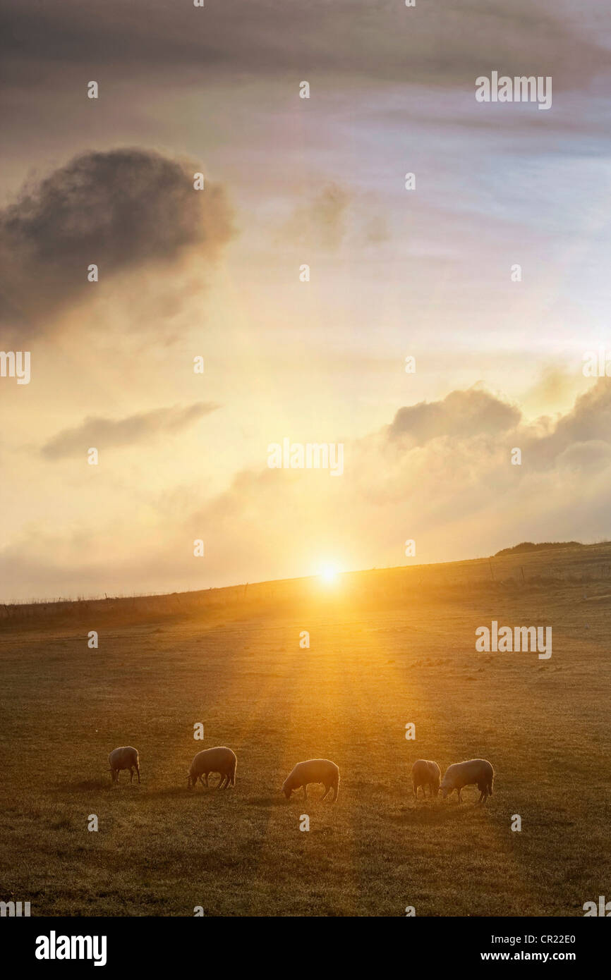 Schafbeweidung auf grasbewachsenen Hügel Stockfoto