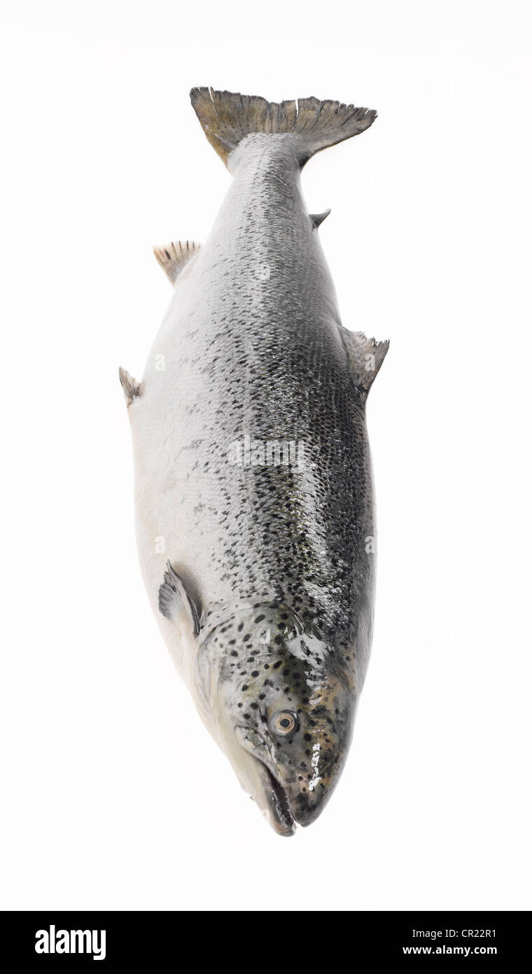 ganzer Lachs Stockfoto