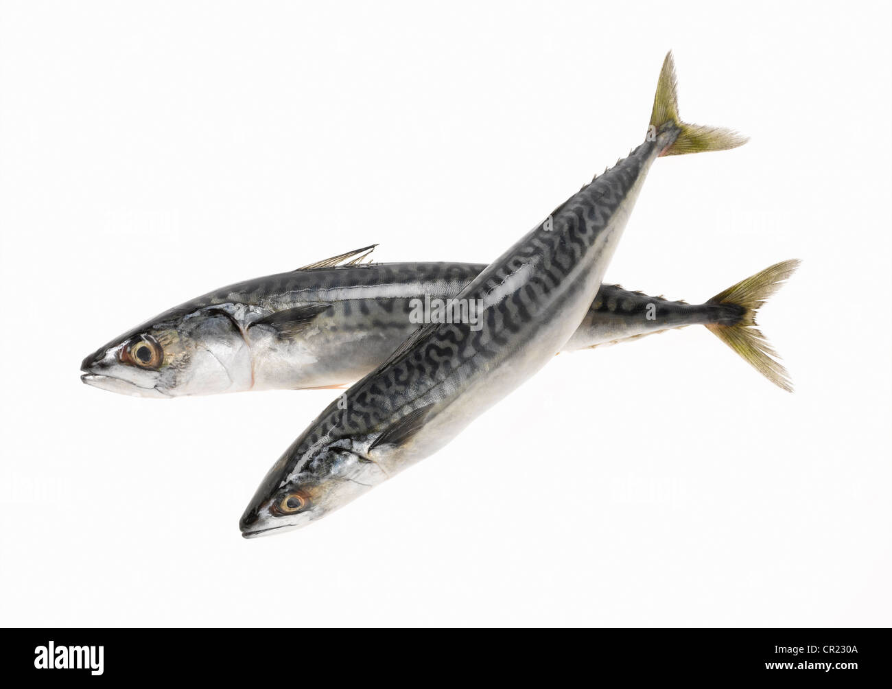 Ganze Makrele Fisch Stockfoto